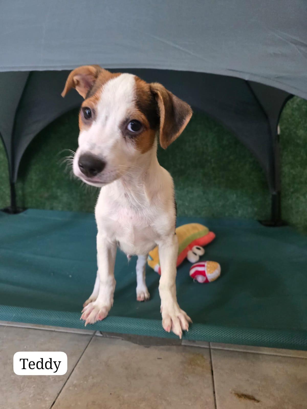 Teddy, a ADOPTABLE mixed breed in New York, NY image 2/4