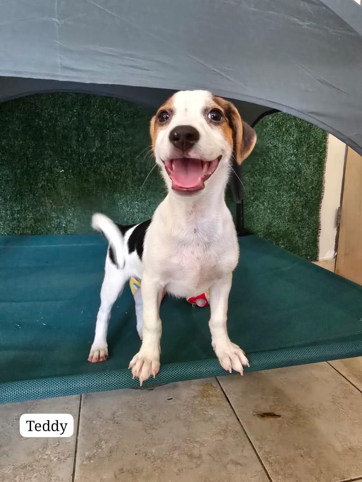 Teddy, a ADOPTABLE mixed breed in New York, NY image 3/4