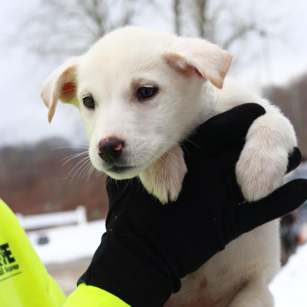 Enlarge CT Noelle, a Adoptable mixed breed in Stormville, NY image 1/3