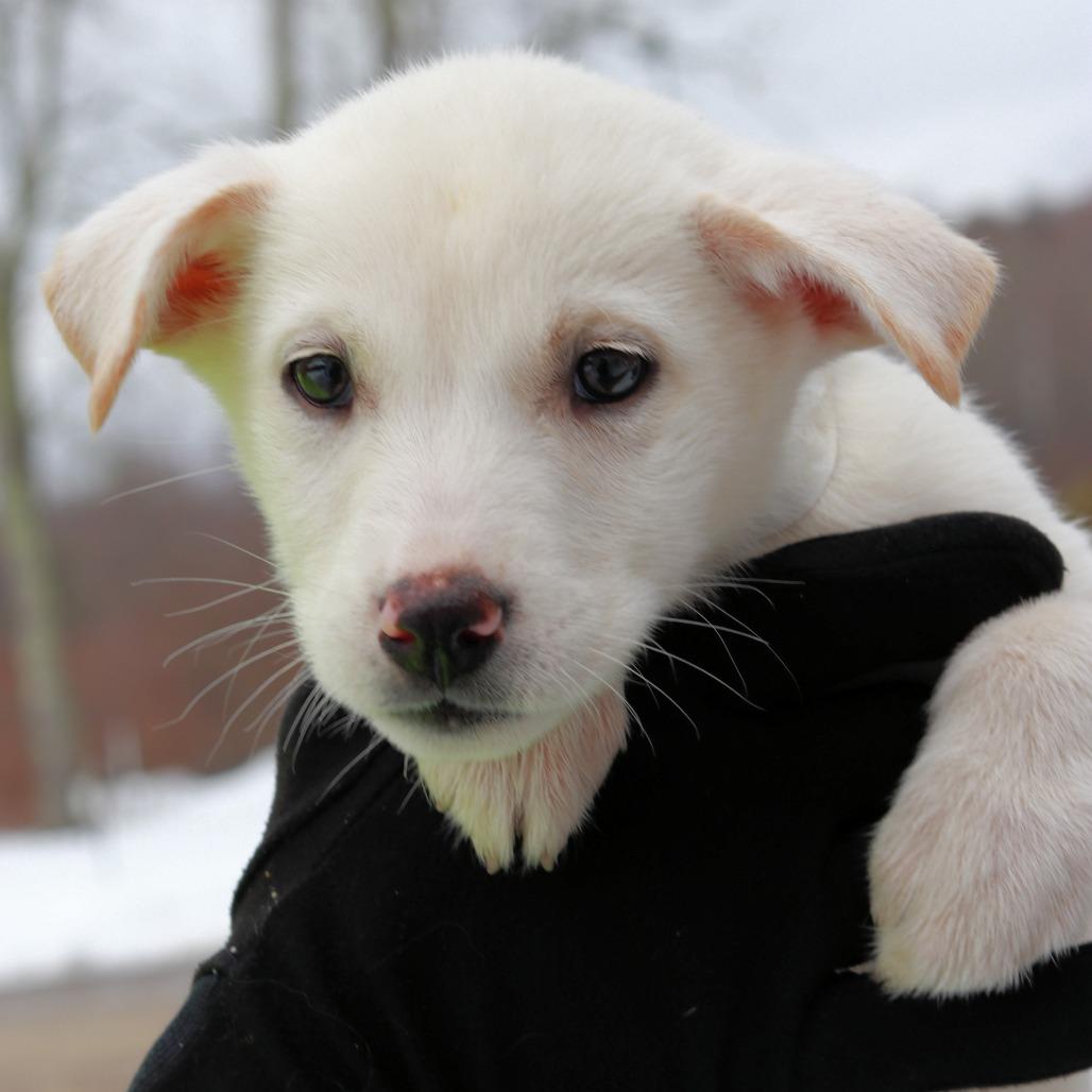 Enlarge CT Noelle, a Adoptable mixed breed in Stormville, NY image 3/3