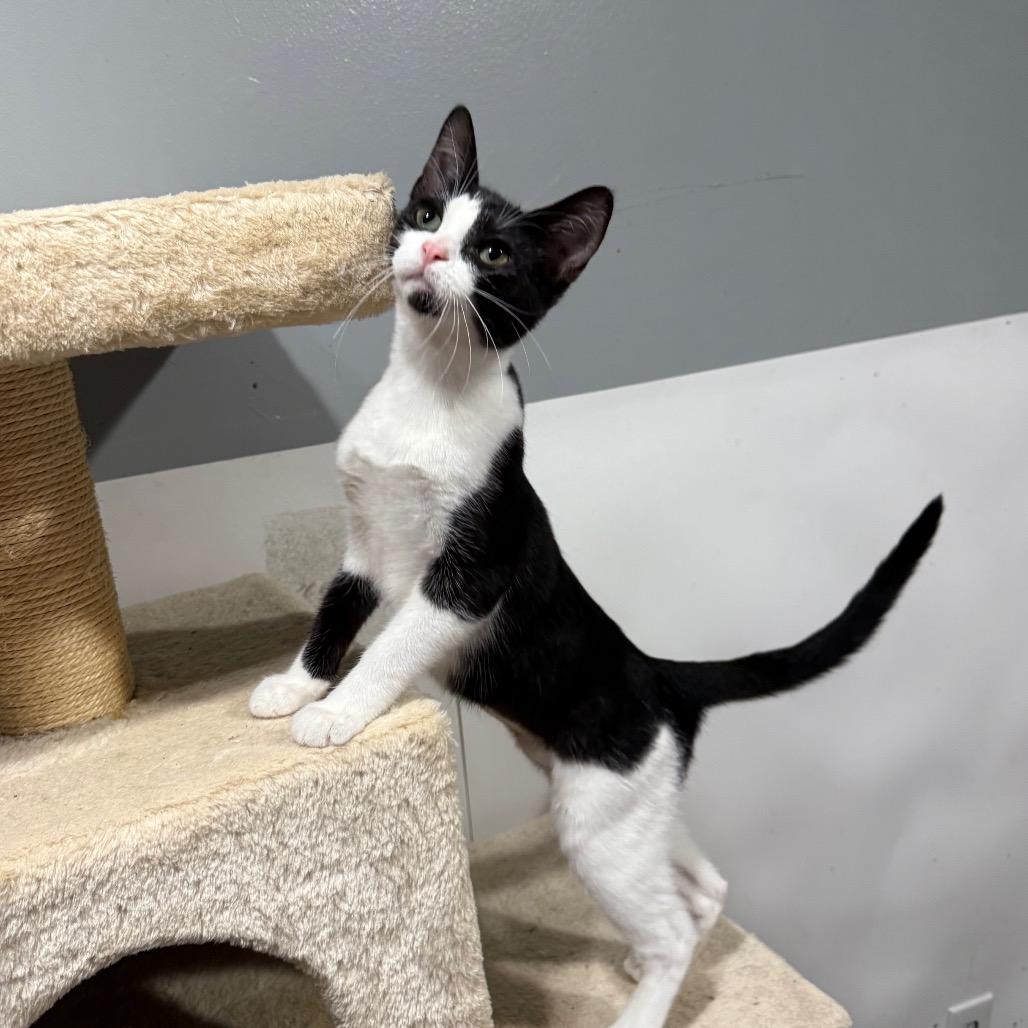 Camper, Adoptable, Young Female Domestic Short Hair.