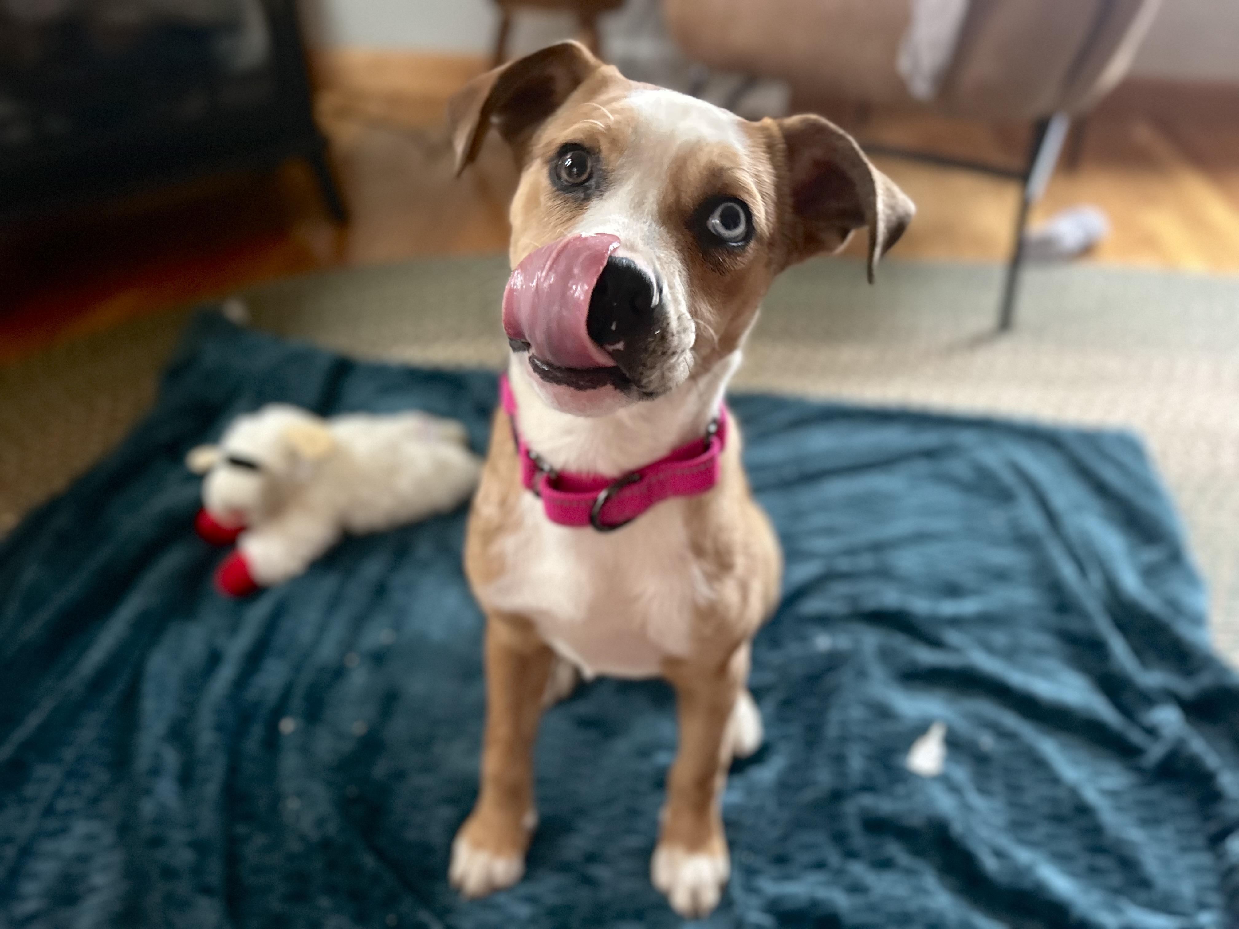 Enlarge Vixen, an adopted mixed breed in Billerica, MA image 3/6