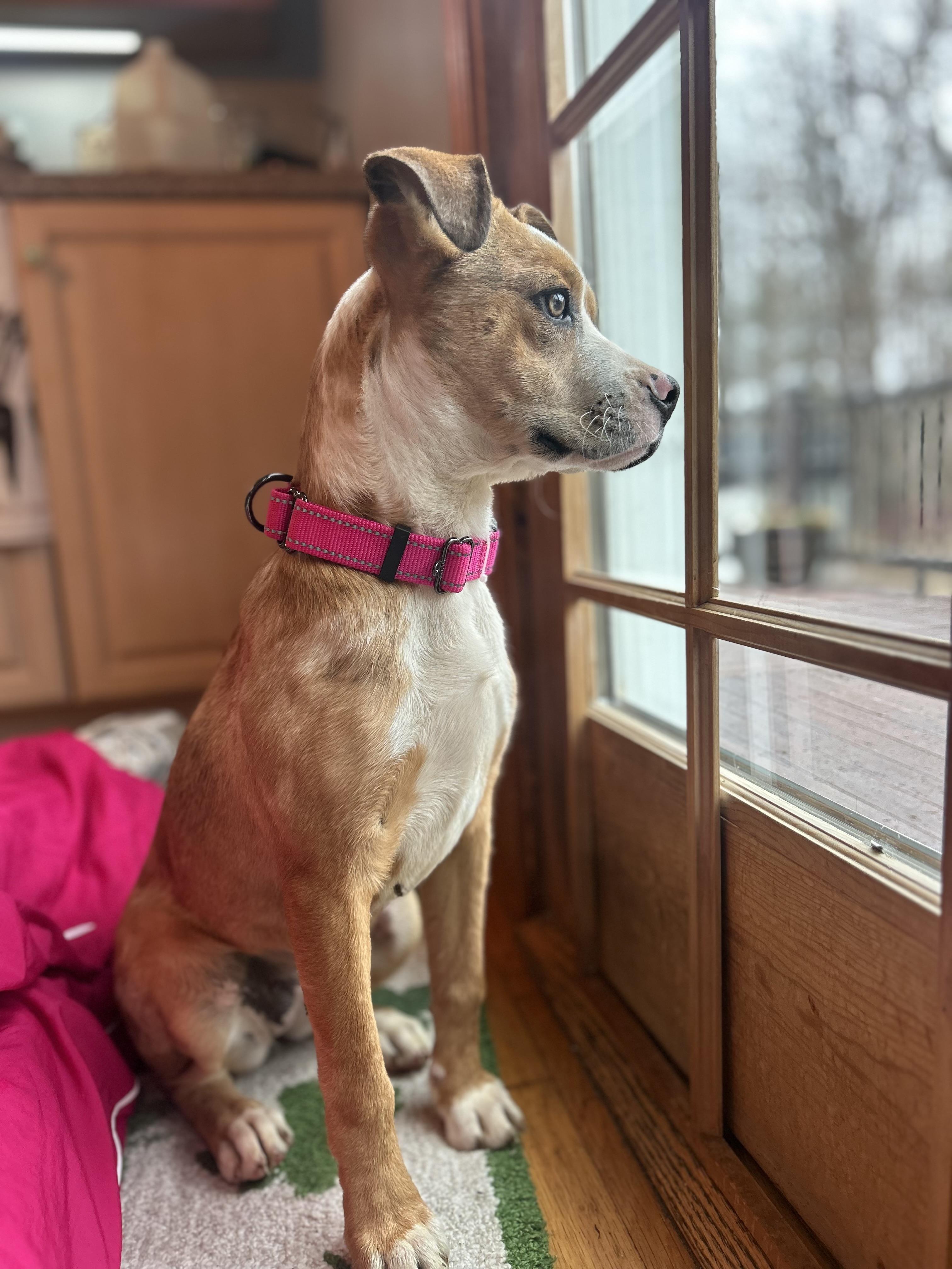 Enlarge Vixen, an adopted mixed breed in Billerica, MA image 2/6