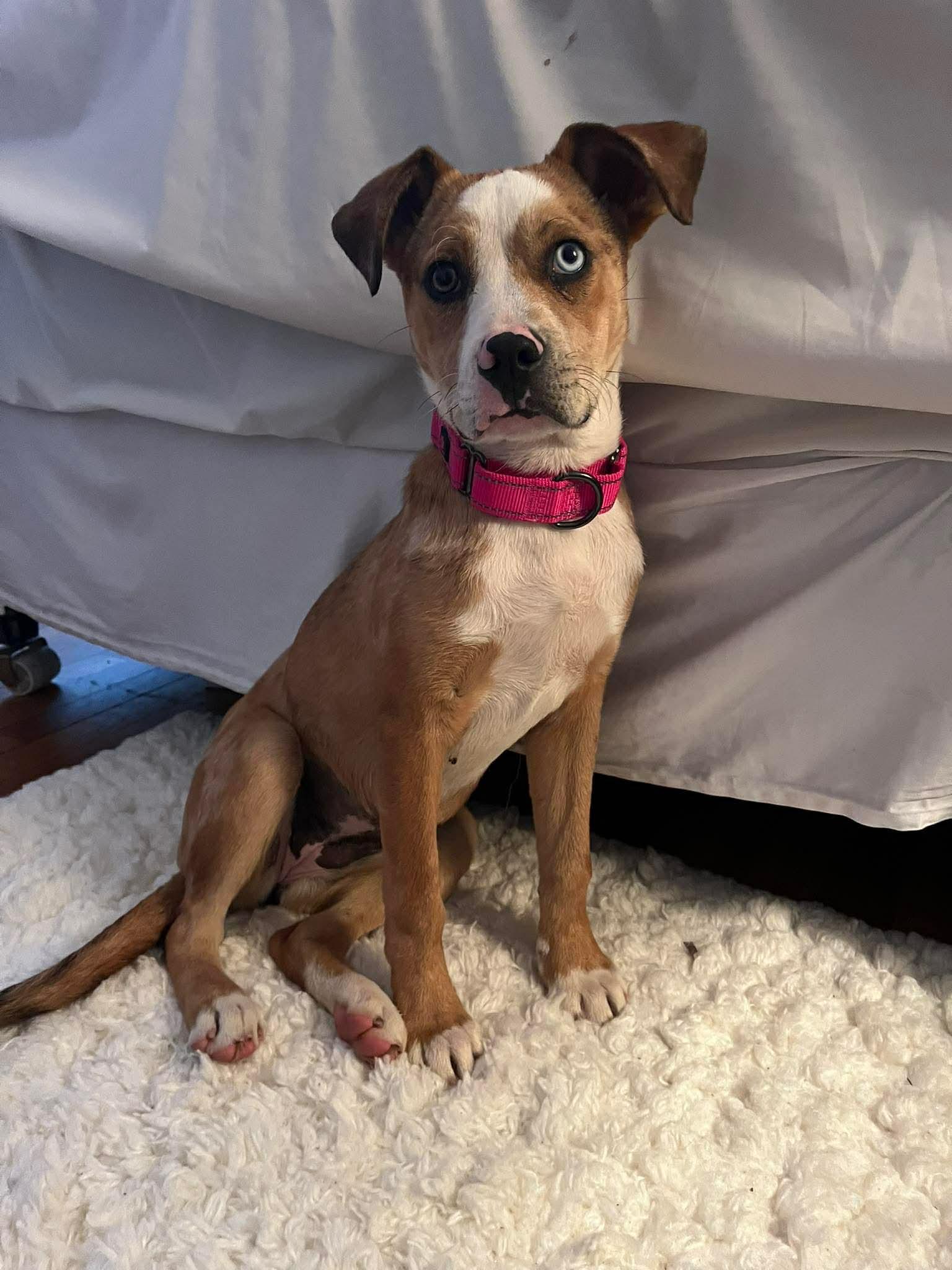 Enlarge Vixen, an adopted mixed breed in Billerica, MA image 1/6