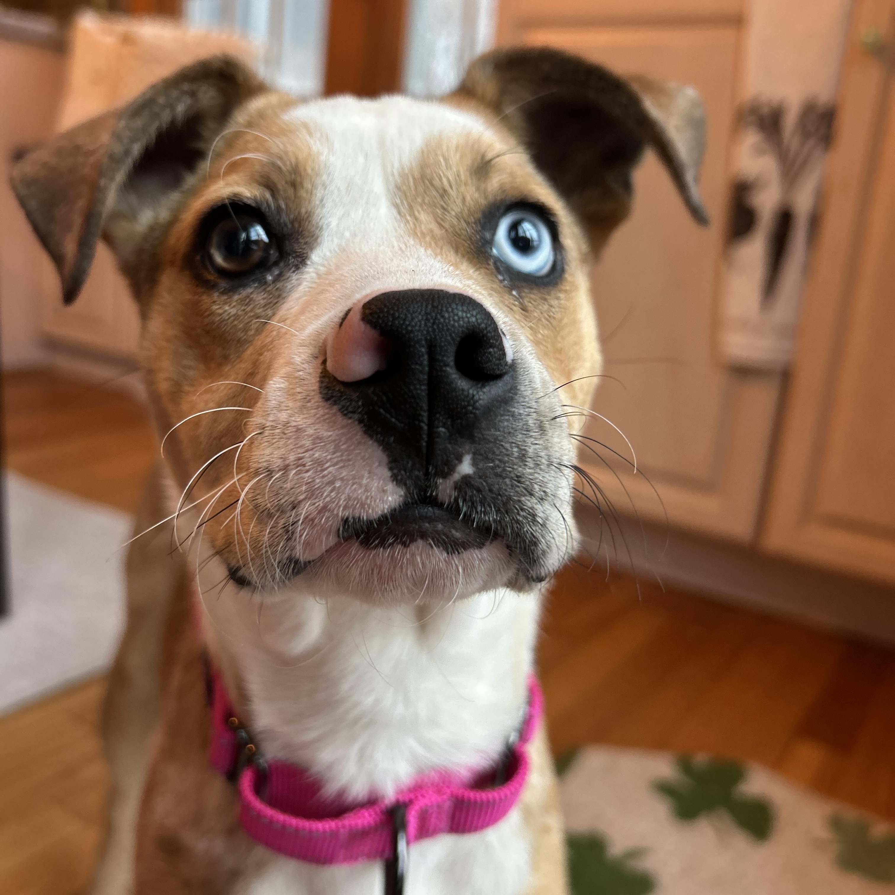 Enlarge Vixen, an adopted mixed breed in Billerica, MA image 6/6