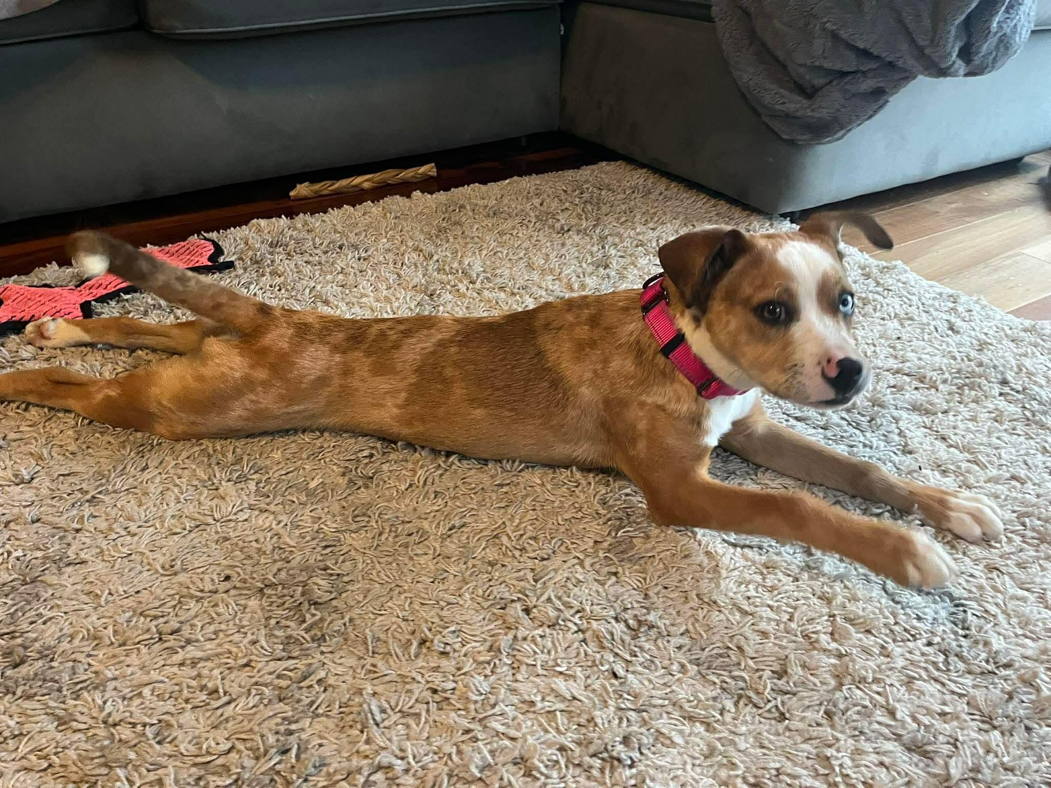 Enlarge Vixen, an adopted mixed breed in Billerica, MA image 4/6