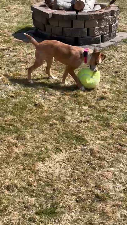 Enlarge Vixen, an adopted mixed breed in Billerica, MA video 5/6