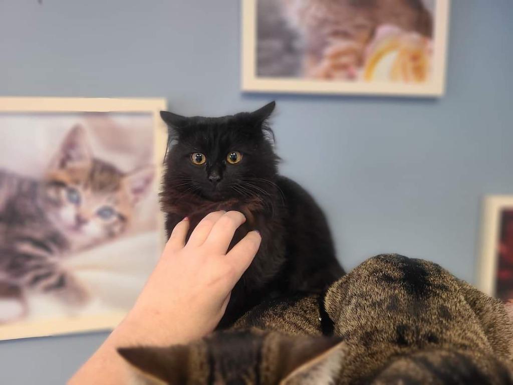 Mystery, Adoptable, Young Female Domestic Long Hair.