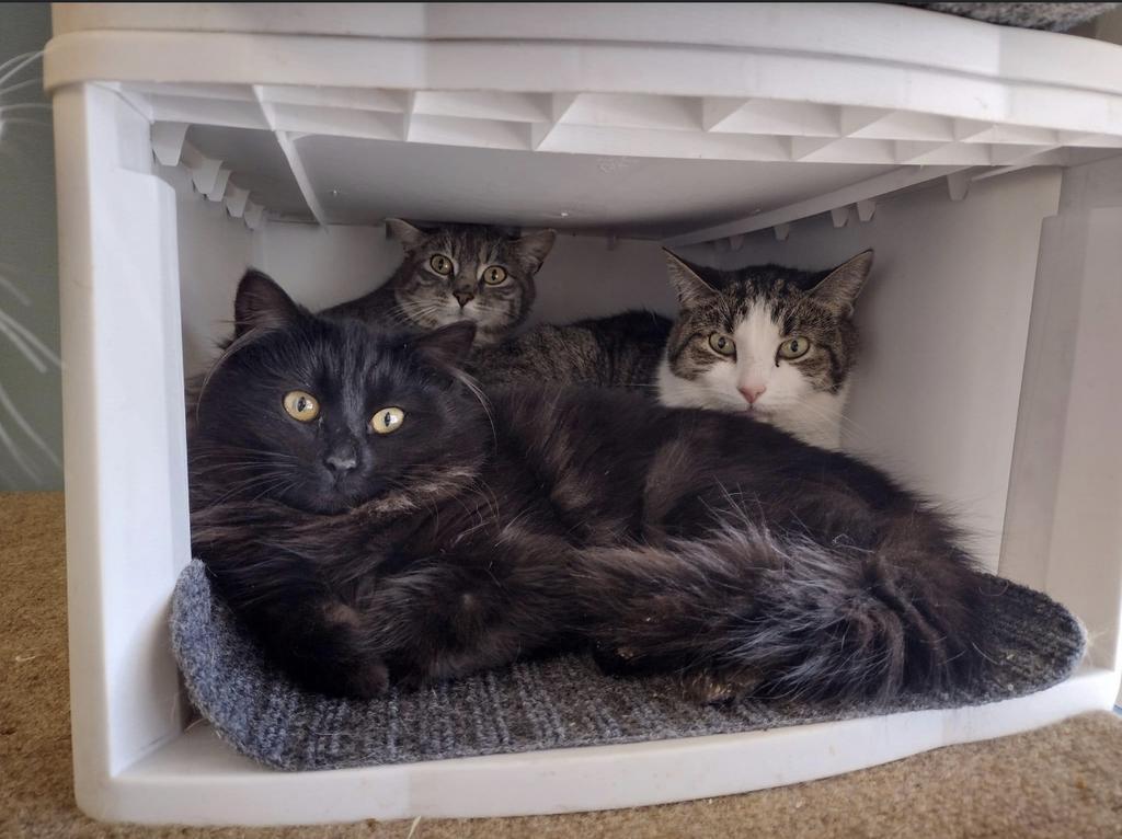 Mystery, Adoptable, Young Female Domestic Long Hair.