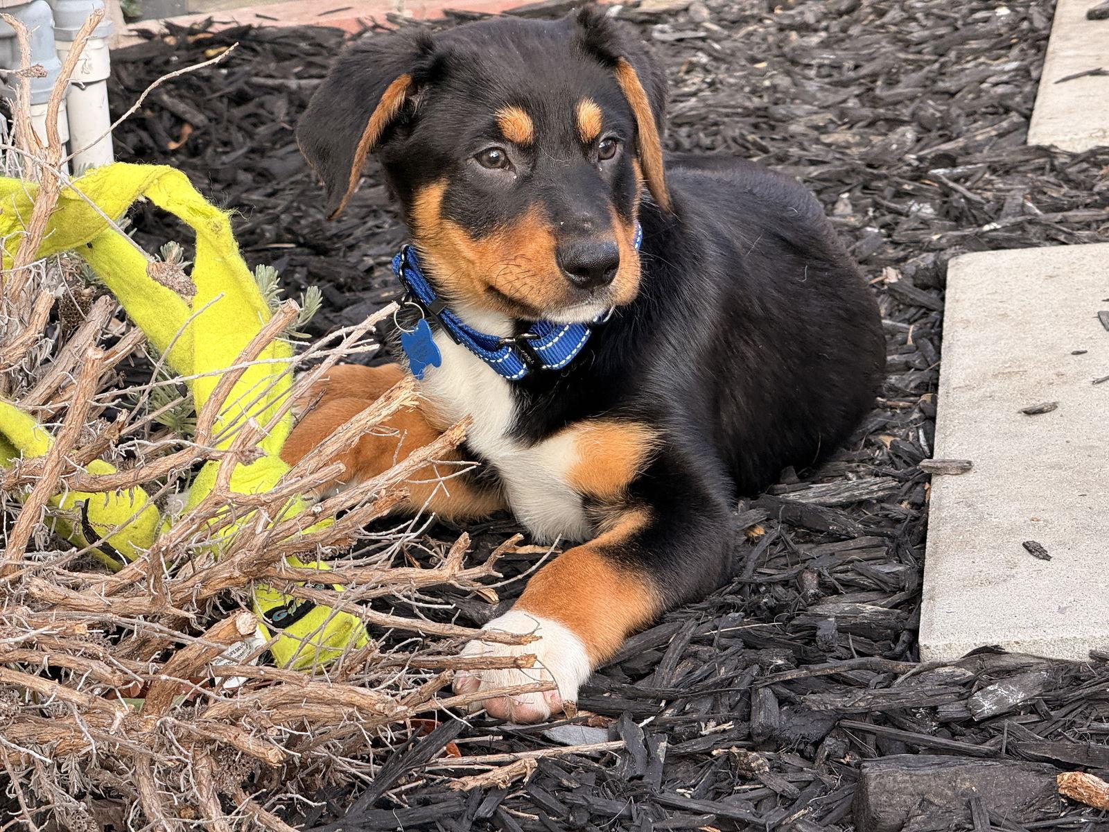Coco, Adoptable, Young Male Border Collie.