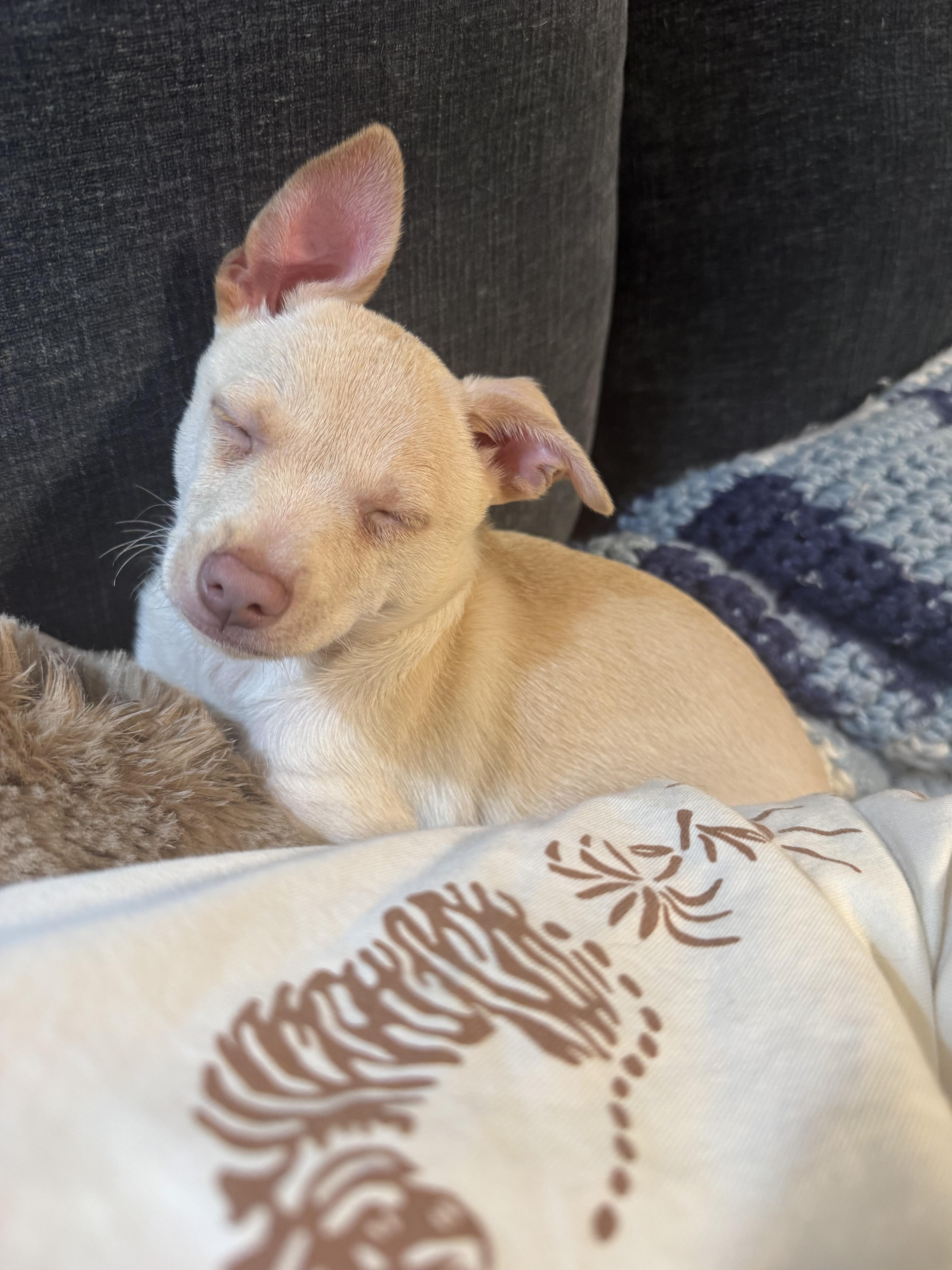 BENITO, a ADOPTABLE mixed breed in Hamilton, NJ image 4/5