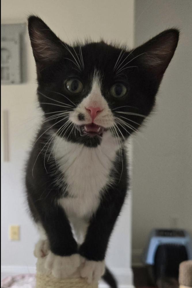 Teletubbies:  Po, Adoptable, Kitten Female Domestic Short Hair.