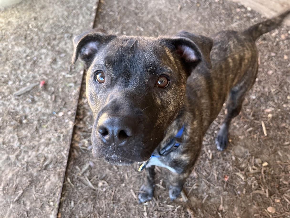 Enlarge Freddie* A212017, a Adoptable mixed breed in Plano, TX image 5/6