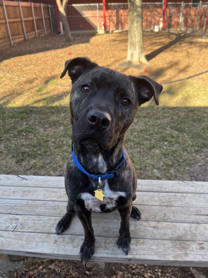 Enlarge Freddie* A212017, a Adoptable mixed breed in Plano, TX image 6/6