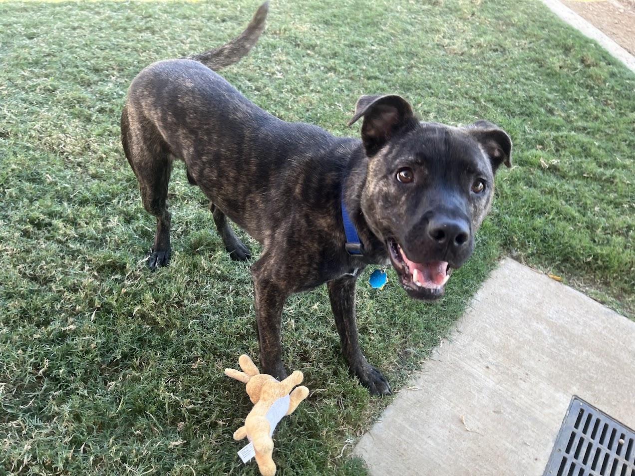 Enlarge Freddie* A212017, a Adoptable mixed breed in Plano, TX image 3/6