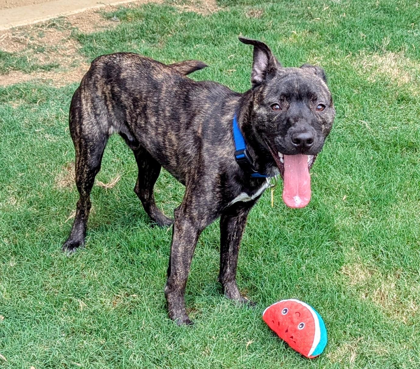 Enlarge Freddie* A212017, a Adoptable mixed breed in Plano, TX image 1/6