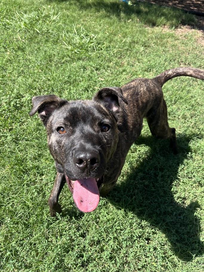 Enlarge Freddie* A212017, a Adoptable mixed breed in Plano, TX image 4/6