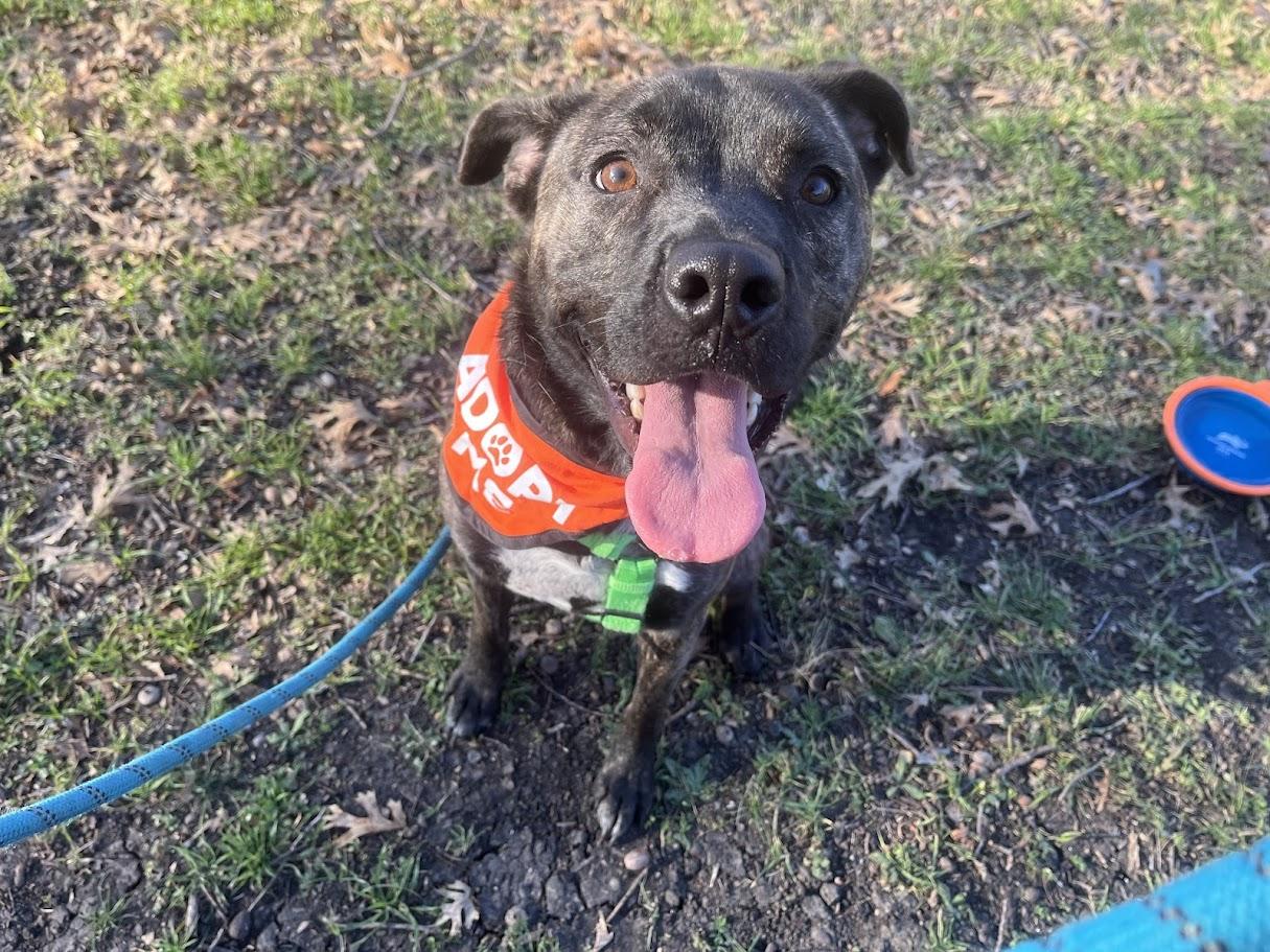 Freddie* A212017, Adoptable, Young Male Pit Bull Terrier.