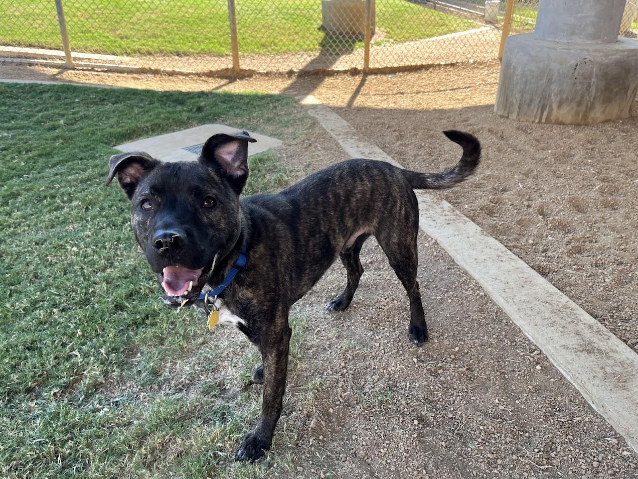Enlarge Freddie* A212017, a Adoptable mixed breed in Plano, TX image 2/6