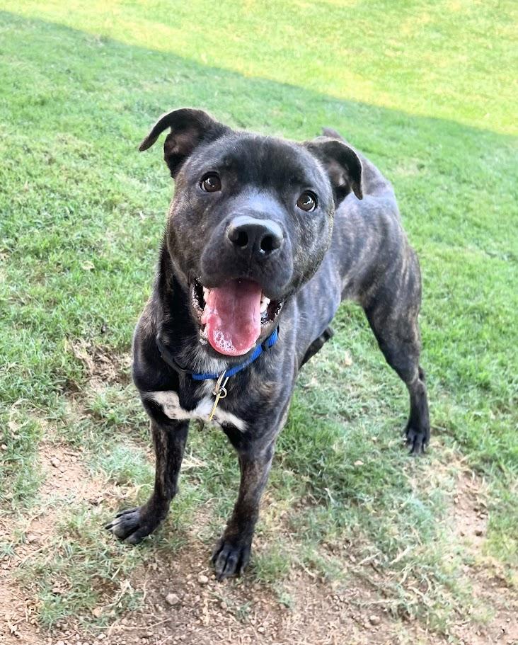 Enlarge Freddie* A212017, a Adoptable mixed breed in Plano, TX image 5/6