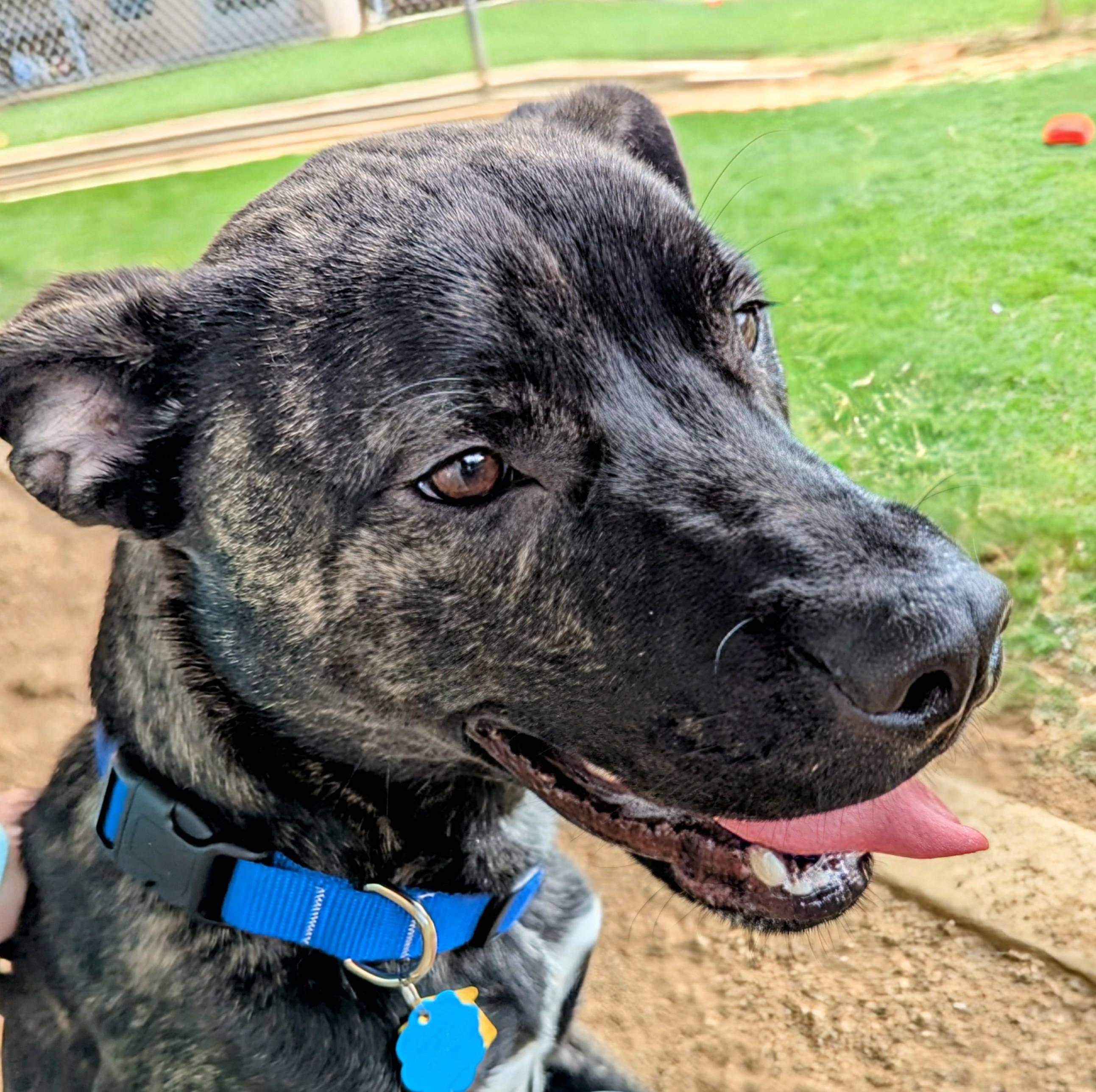 Enlarge Freddie* A212017, a Adoptable mixed breed in Plano, TX image 6/6