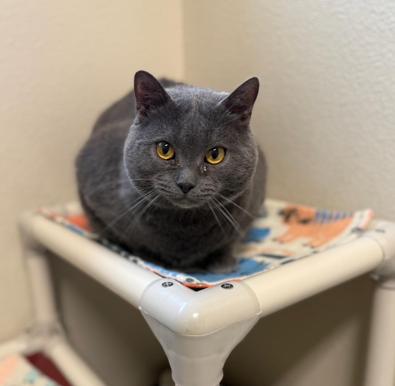 Enlarge Marcus, an adopted Chartreux in Boise, ID image 1/1