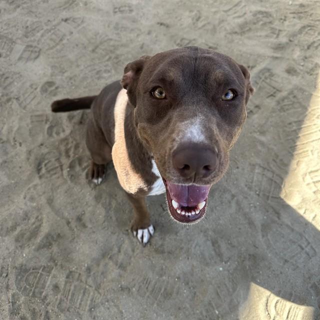 HERSHEY, Adoptable, Young Female Pit Bull Terrier & Mixed Breed.