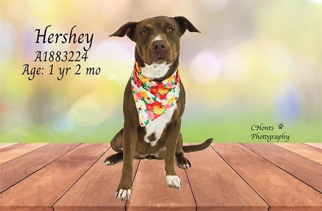 HERSHEY — thumbnail 3