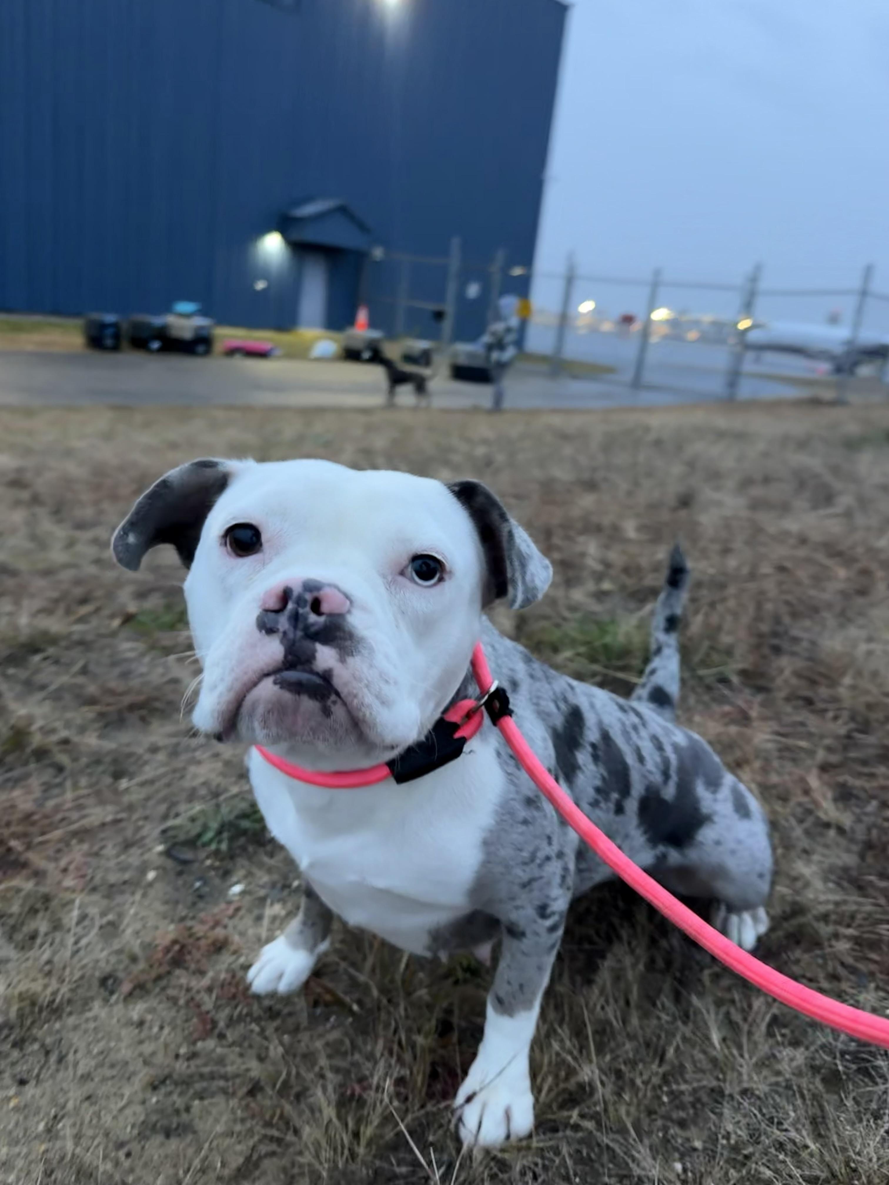 Enlarge Pearl, a Adoptable mixed breed in Portland, ME image 4/6