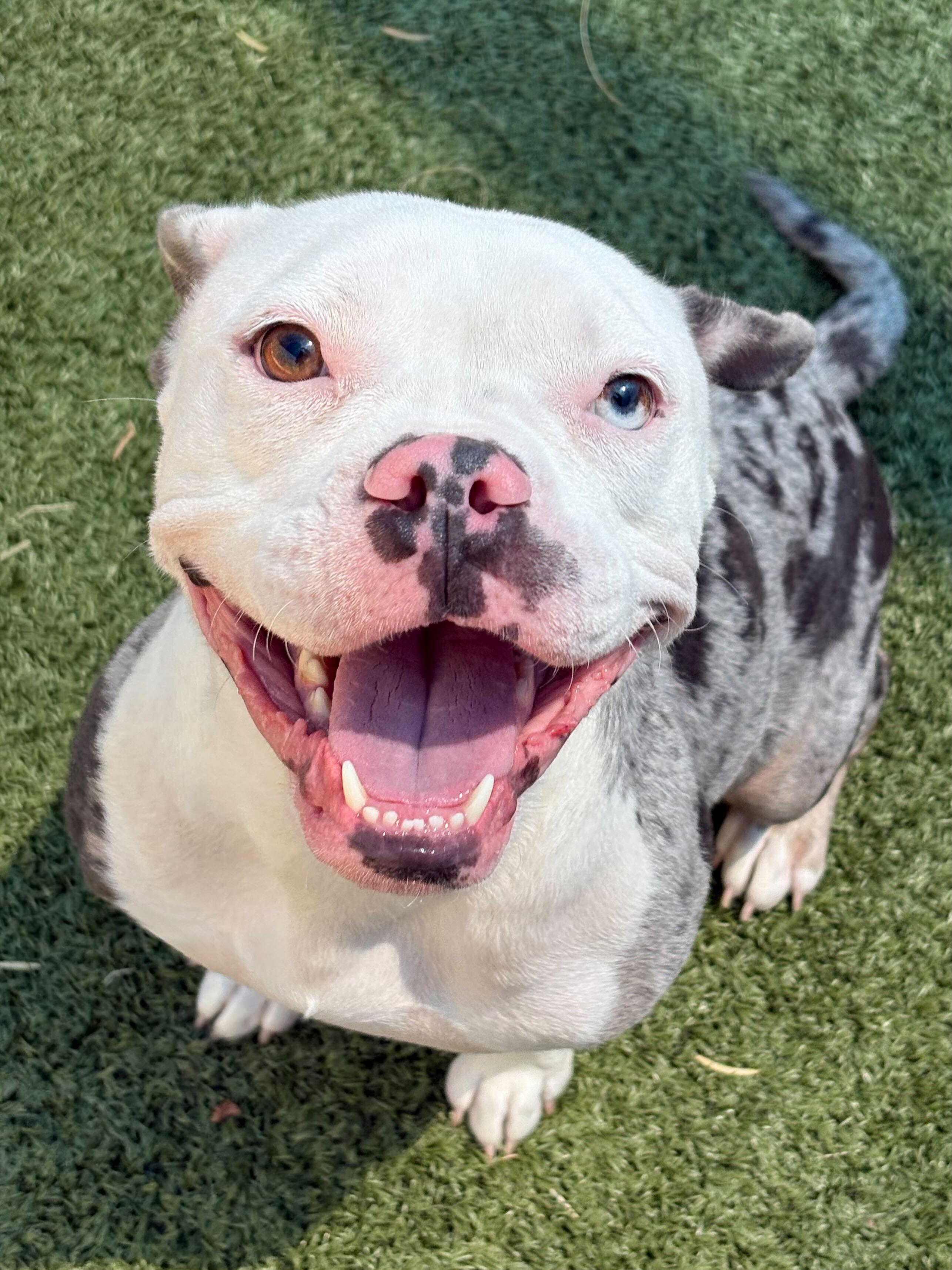 Pearl, Adoptable, Young Female Bulldog.