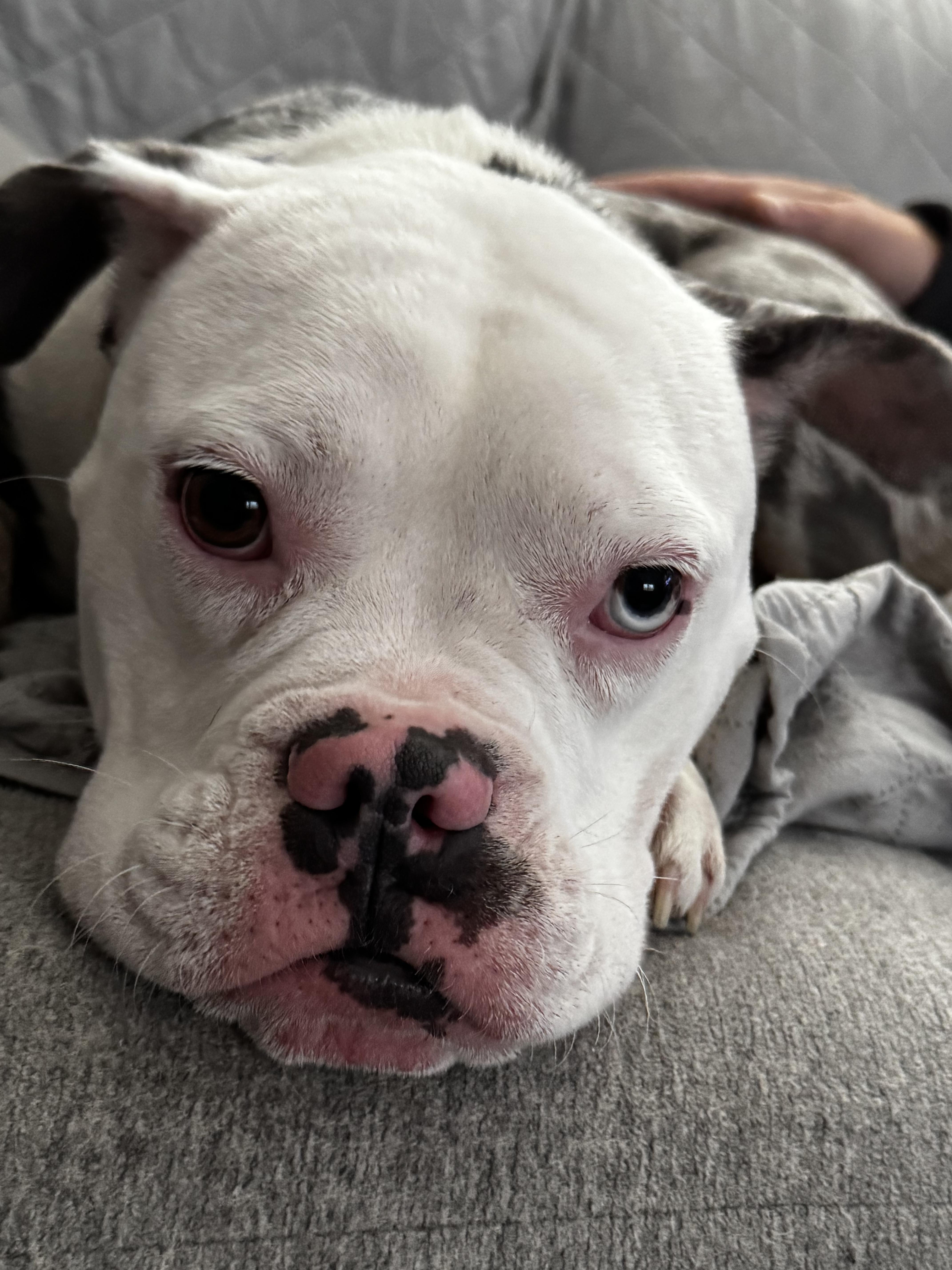 Enlarge Pearl, a Adoptable mixed breed in Portland, ME image 6/6