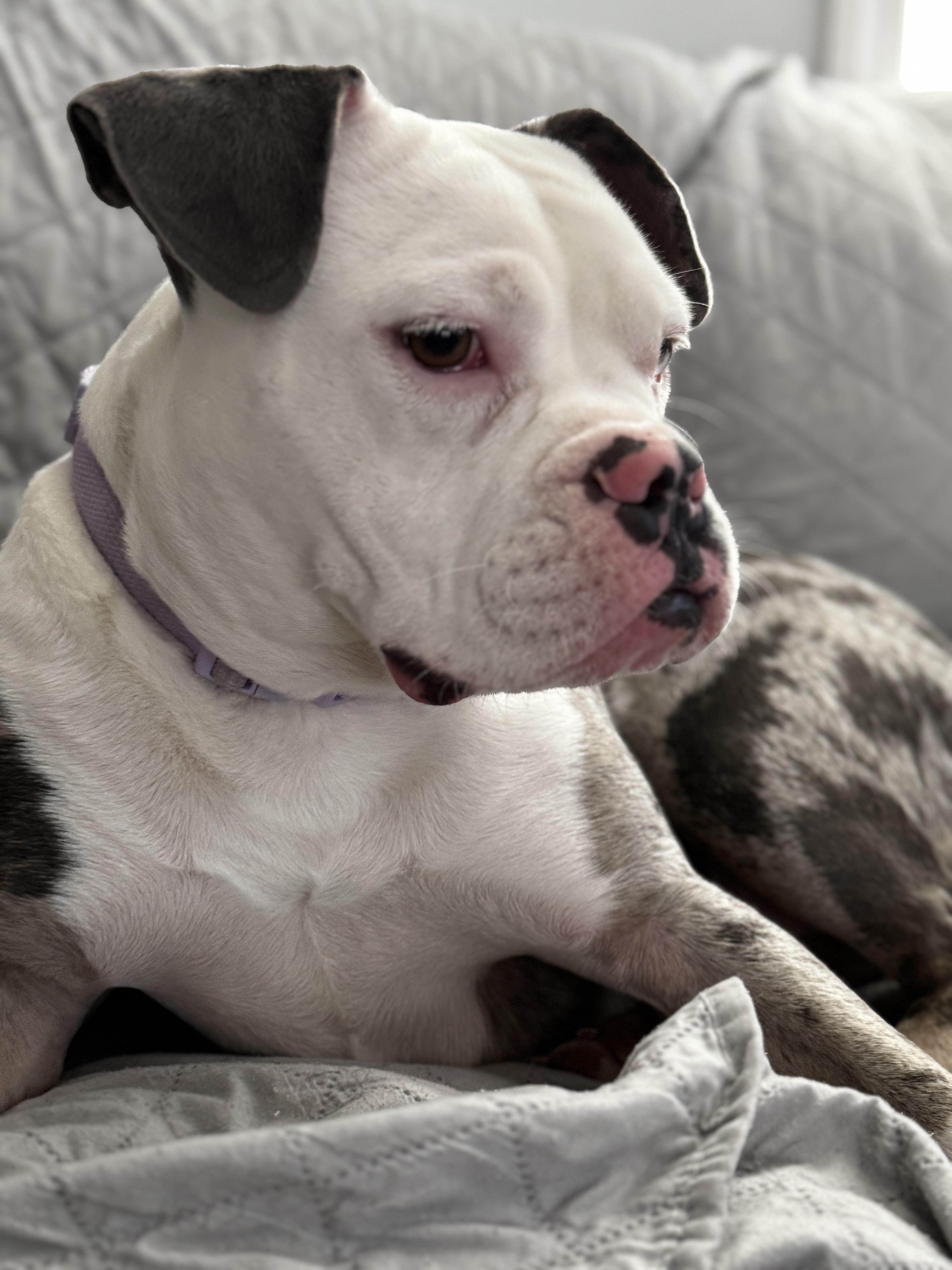 Enlarge Pearl, a Adoptable mixed breed in Portland, ME image 2/6