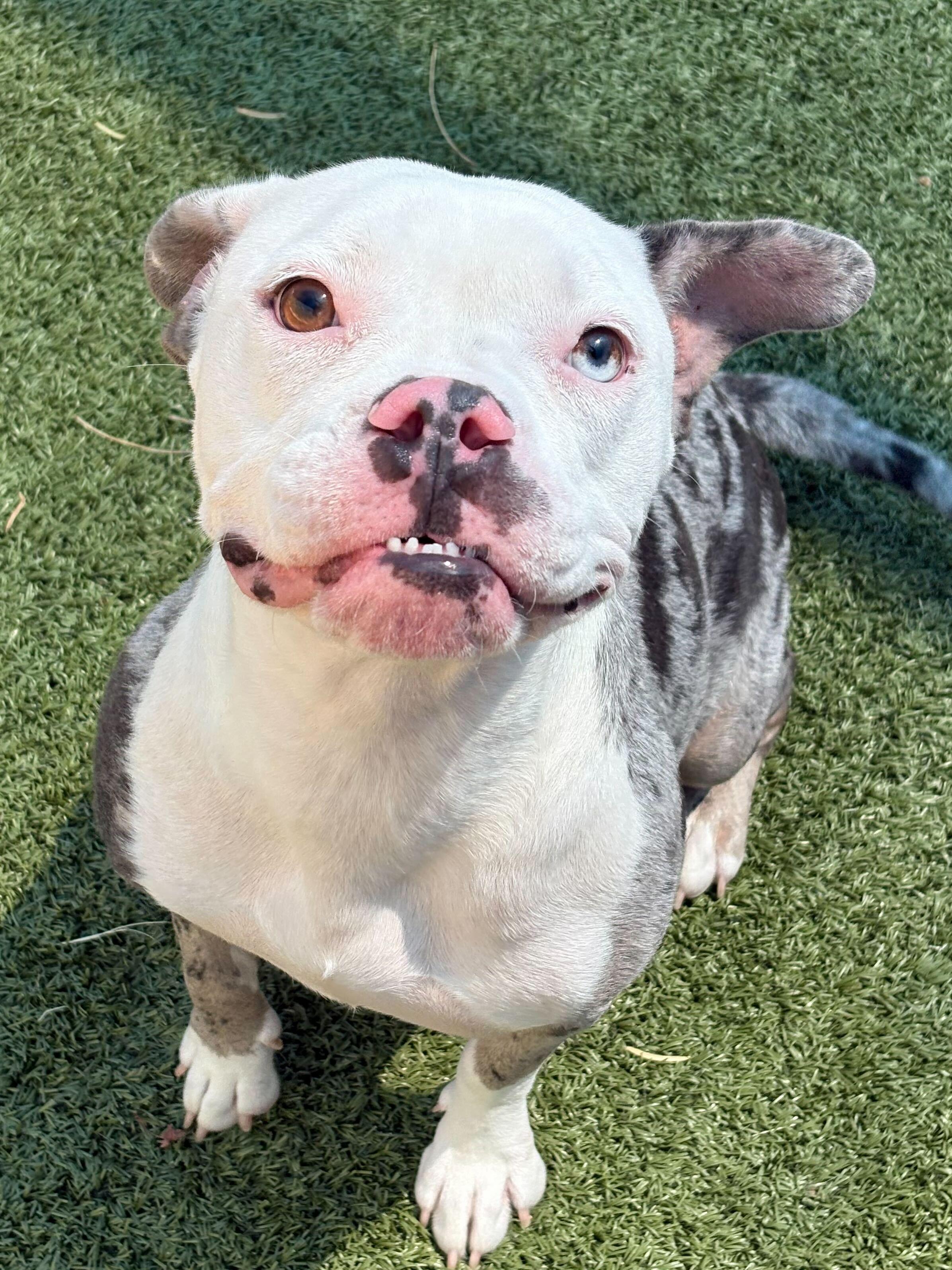 Enlarge Pearl, a Adoptable mixed breed in Portland, ME image 3/6