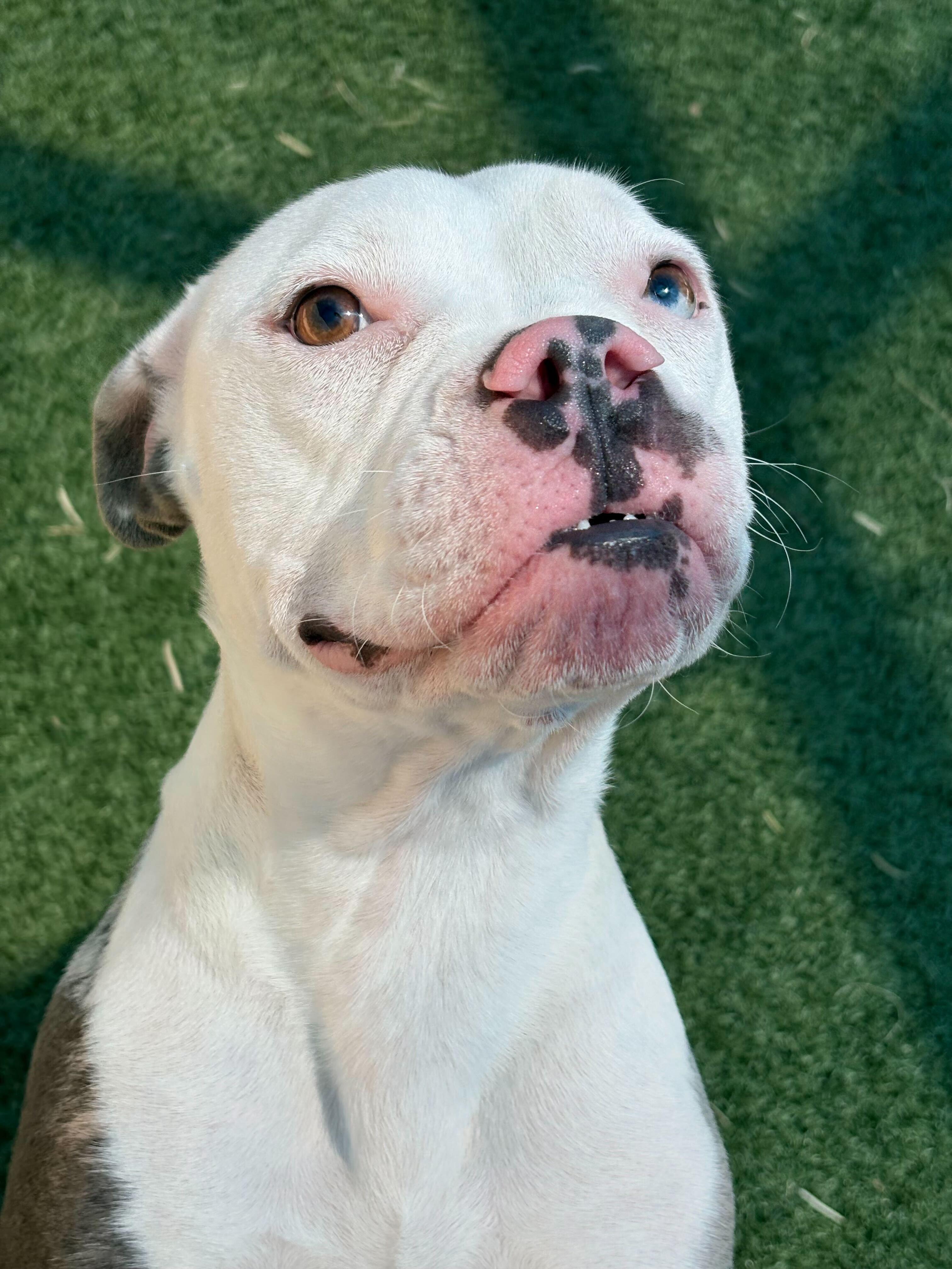 Enlarge Pearl, a Adoptable mixed breed in Portland, ME image 5/6