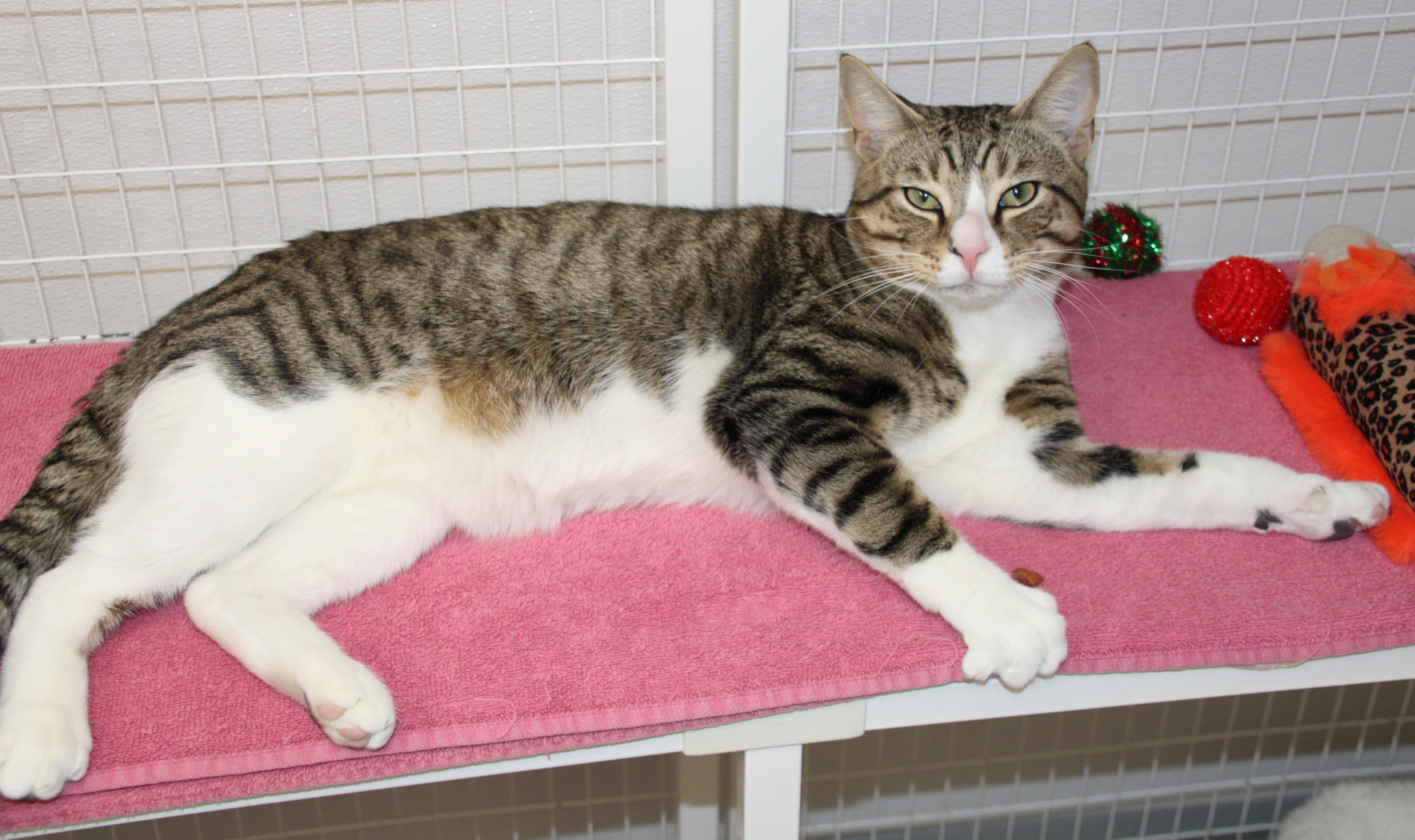 Enlarge Alec, a ADOPTABLE Domestic Short Hair in Medfield, MA image 1/5