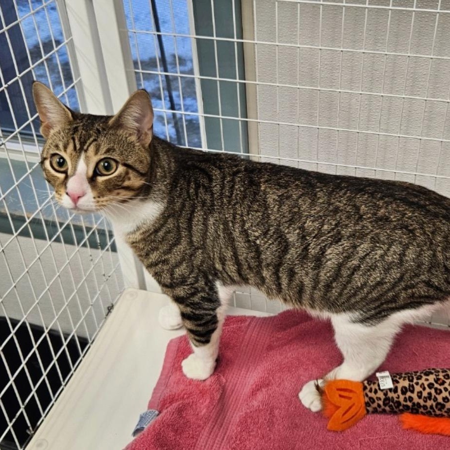 Enlarge Alec, a ADOPTABLE Domestic Short Hair in Medfield, MA image 3/5