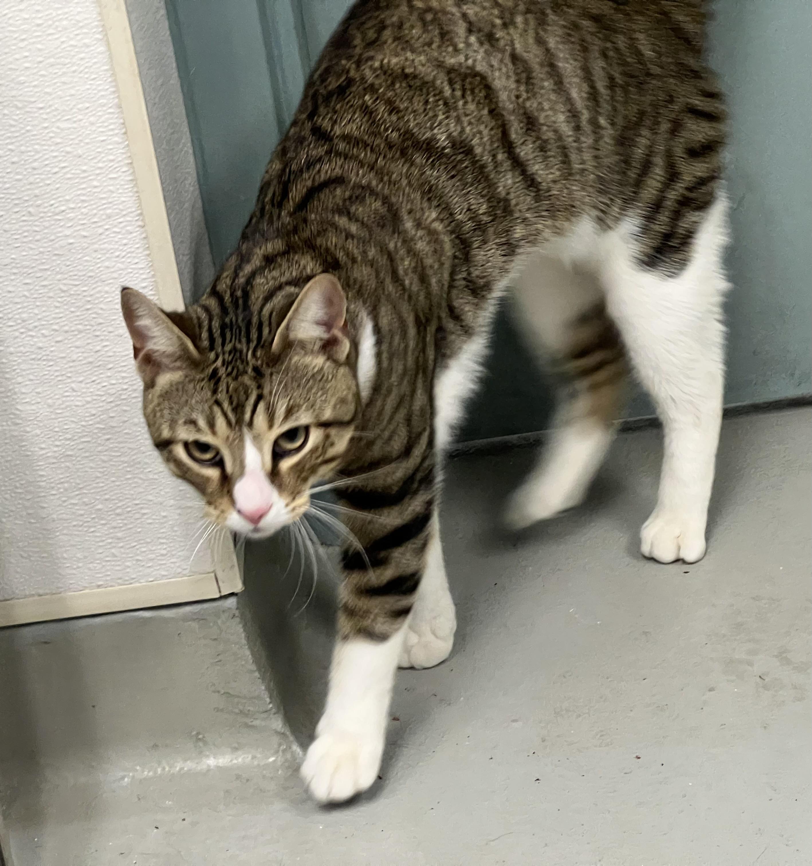 Enlarge Alec, a ADOPTABLE Domestic Short Hair in Medfield, MA image 4/5