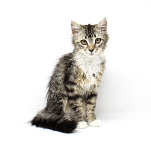 Sweetums, Adopted, Kitten Female Domestic Medium Hair.