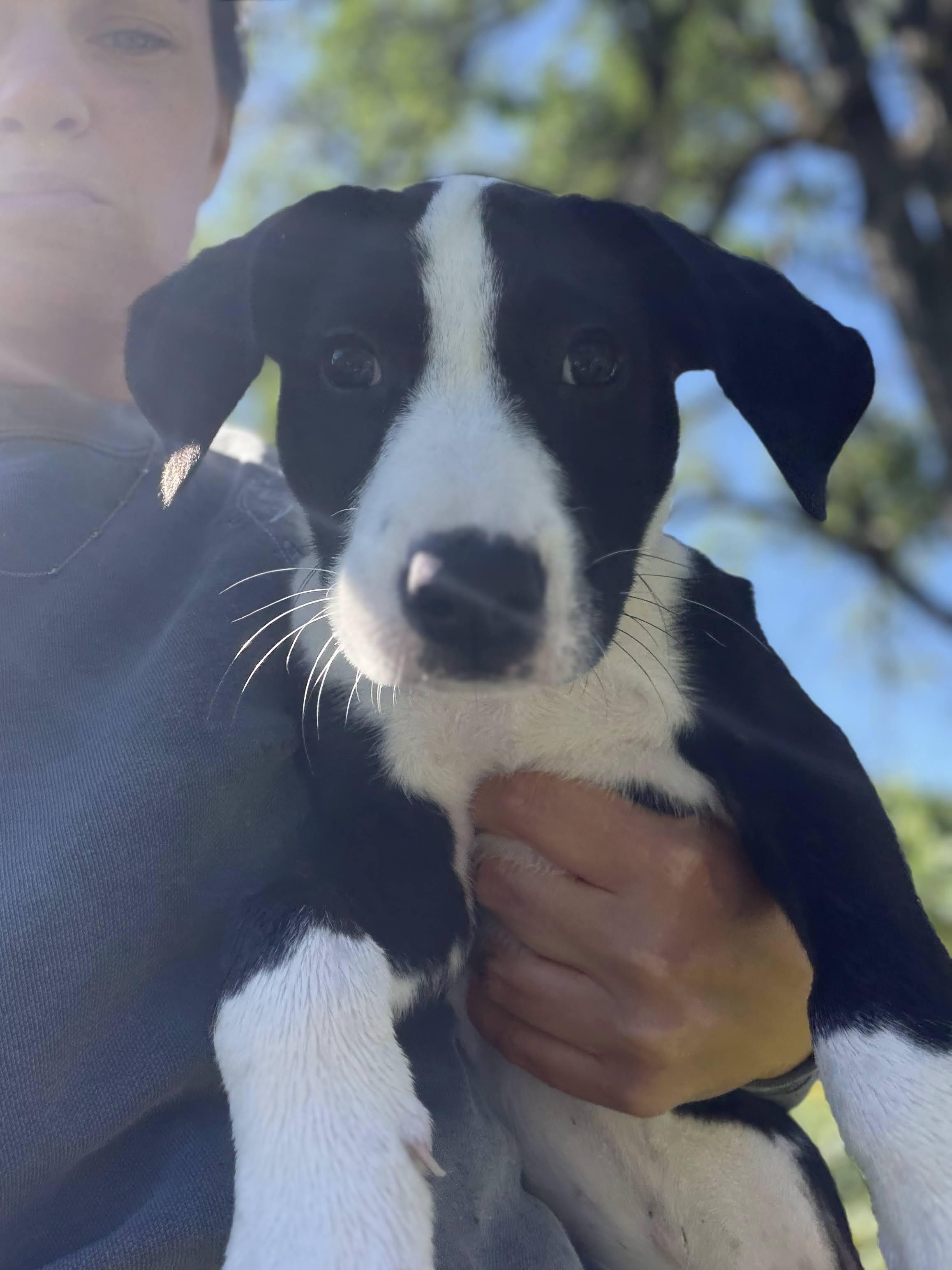 Tux, a ADOPTABLE mixed breed in New Boston, NH image 6/6