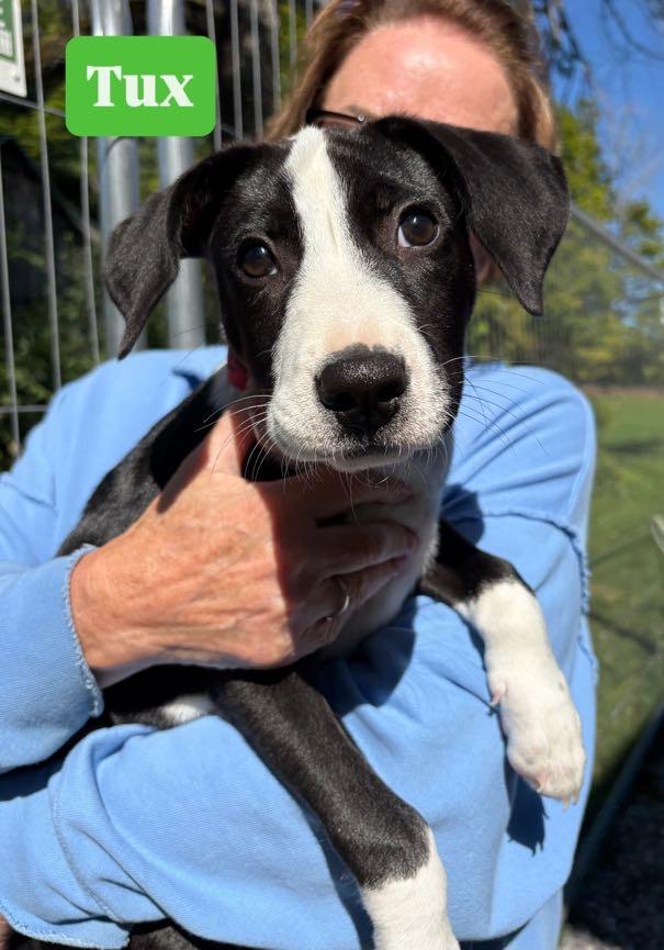 Tux, a ADOPTABLE mixed breed in New Boston, NH image 1/6
