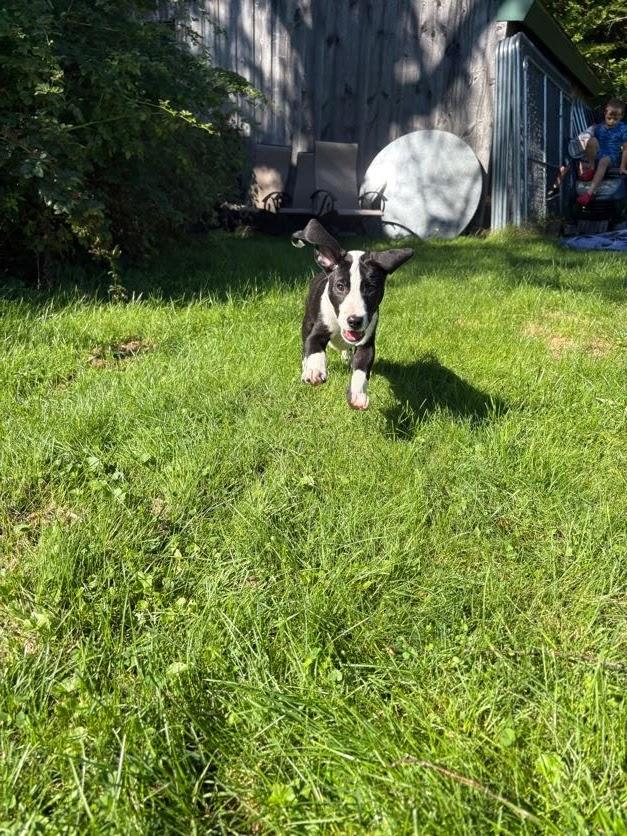 Tux, a ADOPTABLE mixed breed in New Boston, NH image 5/6