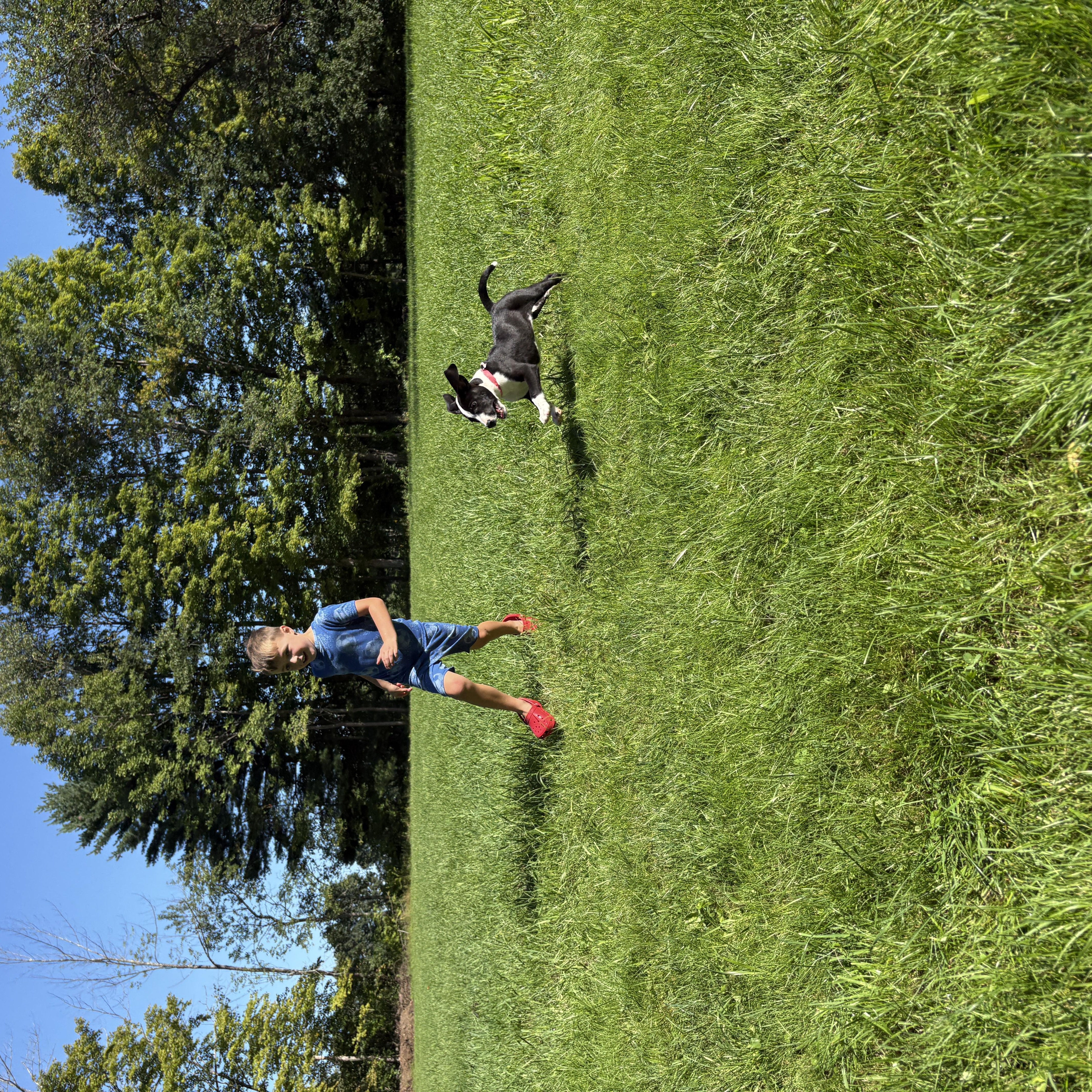 Tux, a ADOPTABLE mixed breed in New Boston, NH image 4/6