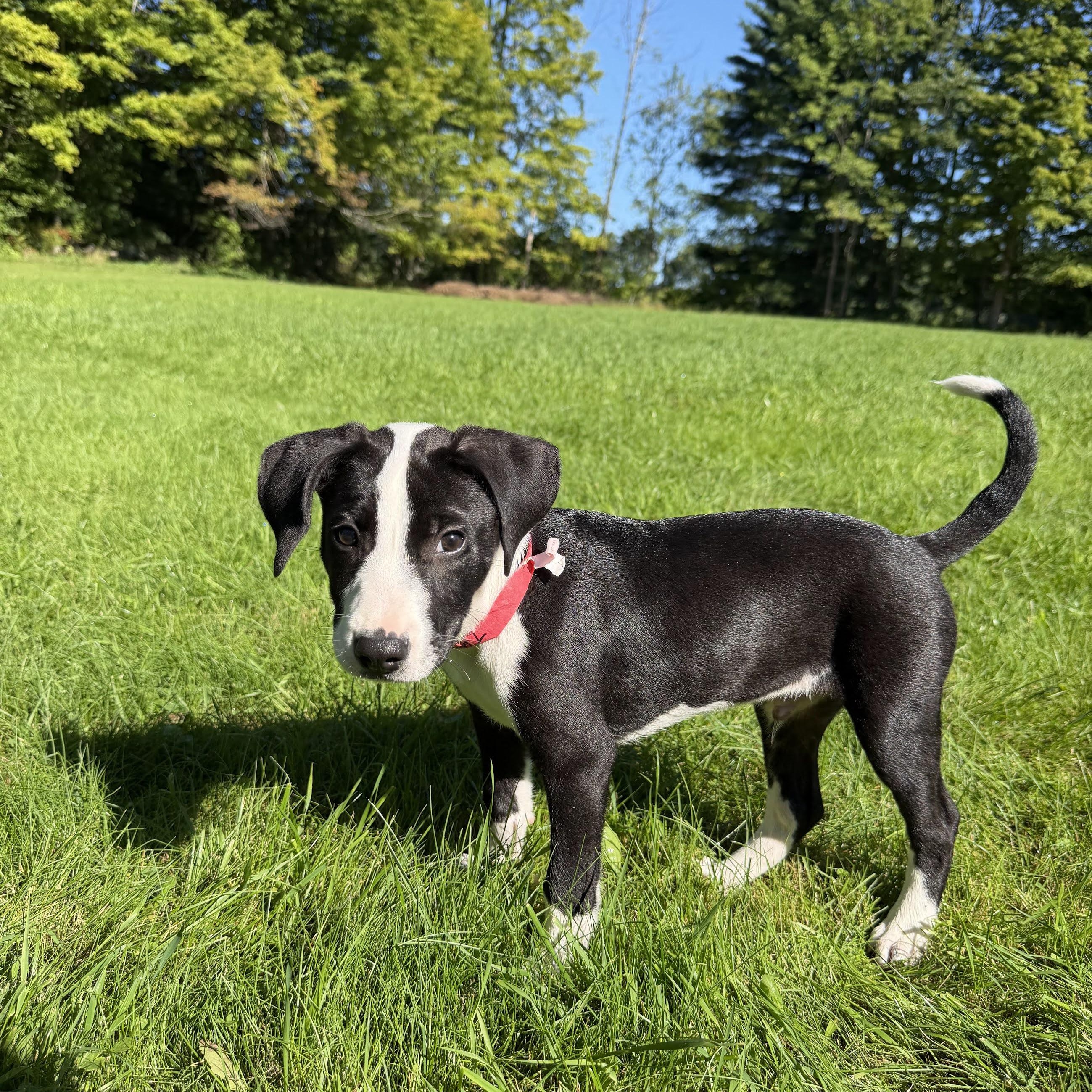 Tux, a ADOPTABLE mixed breed in New Boston, NH image 3/6