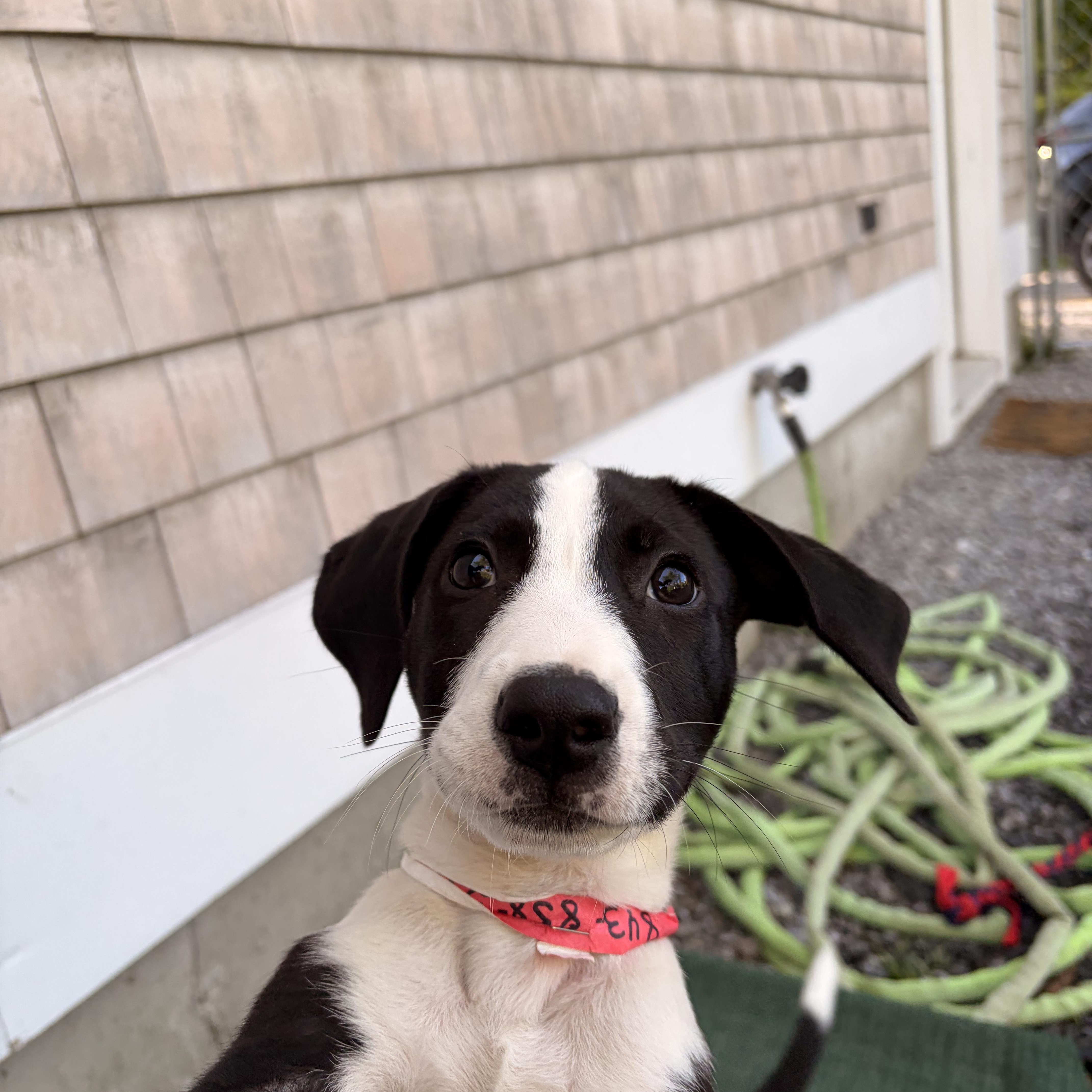 Tux, a ADOPTABLE mixed breed in New Boston, NH image 2/6