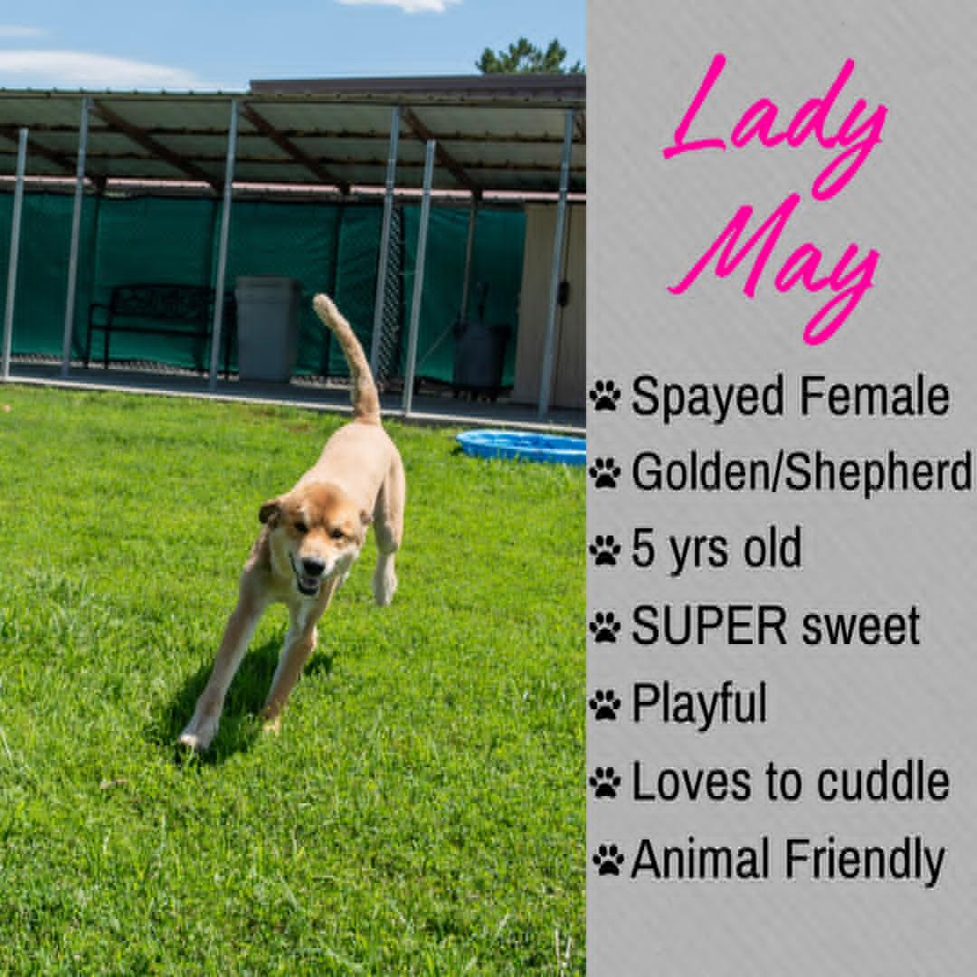 Enlarge Lady May, an adopted mixed breed in Junction City, KS image 1/1