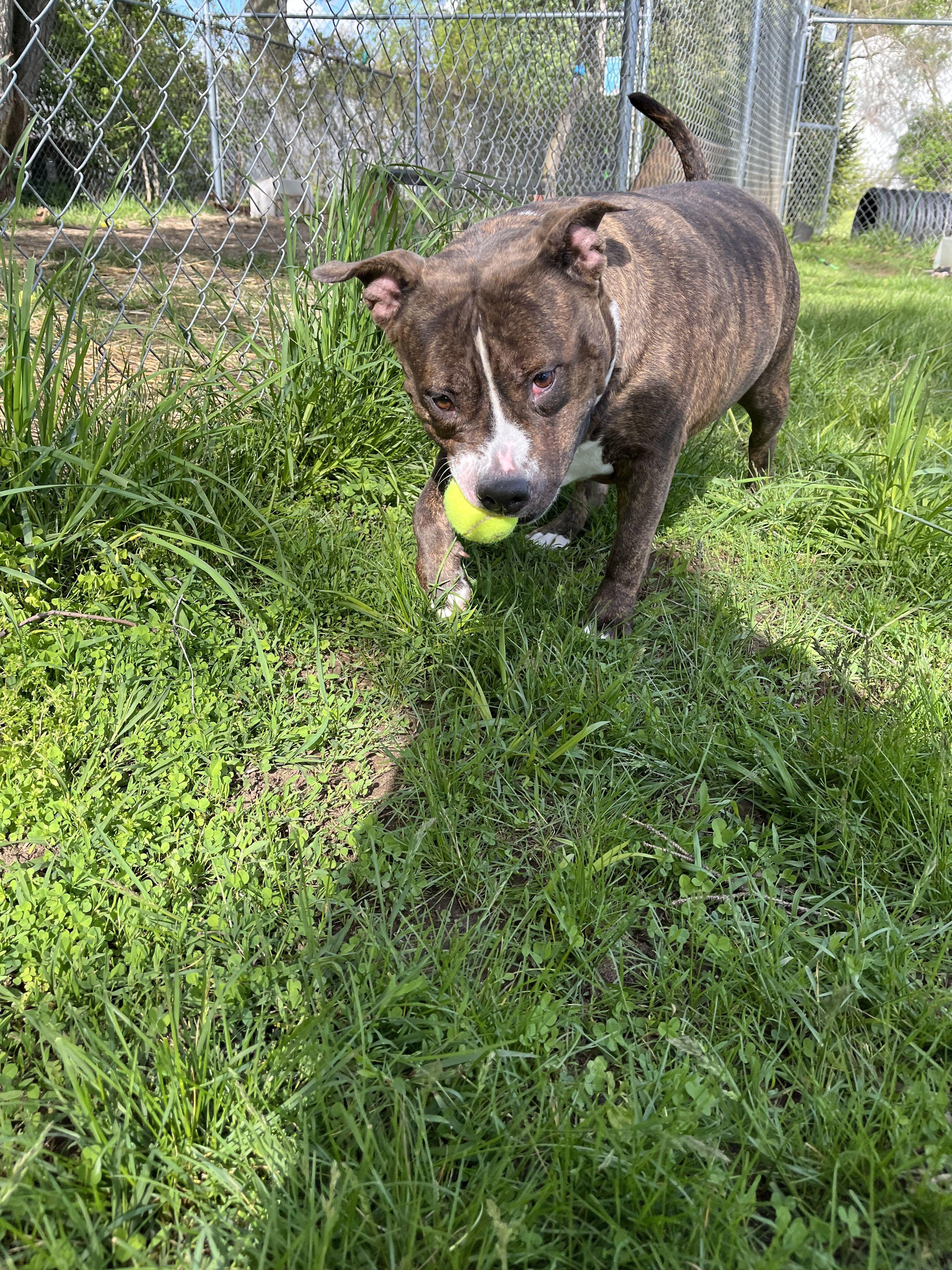 Enlarge Rikki, an adoptable Mixed Breed in Mishawaka, IN image 4/6