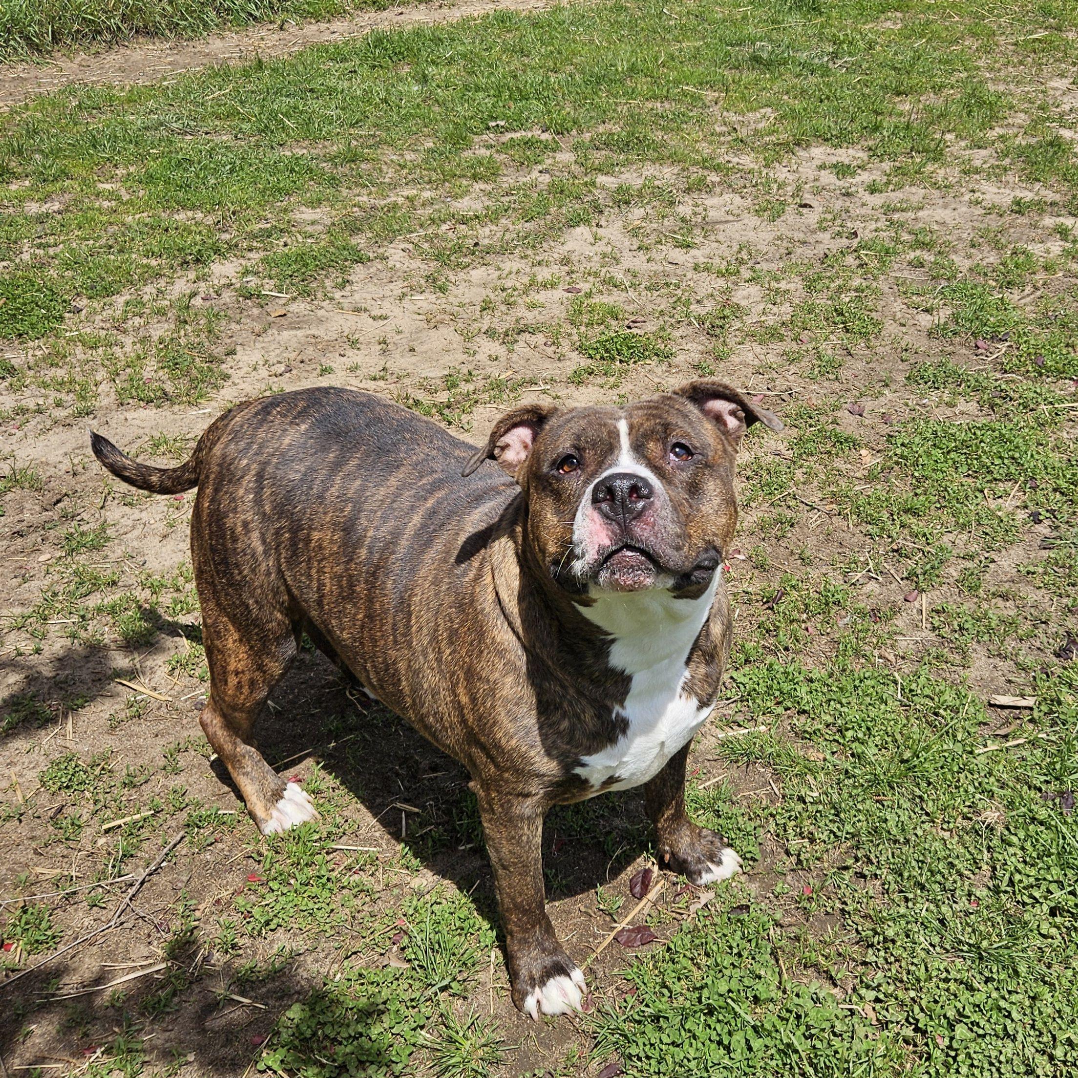 Rikki, adoptable, Adult Female Mixed Breed.