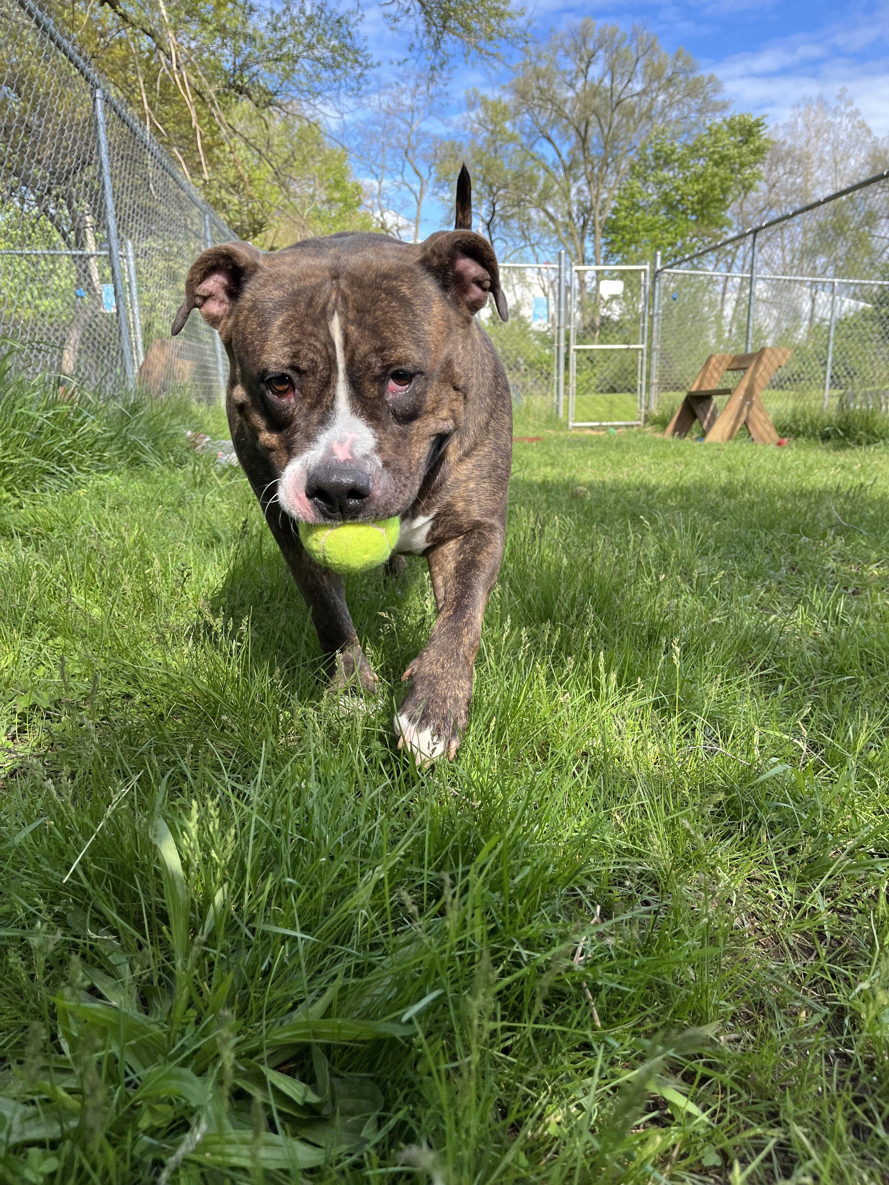Enlarge Rikki, an adoptable Mixed Breed in Mishawaka, IN image 3/6
