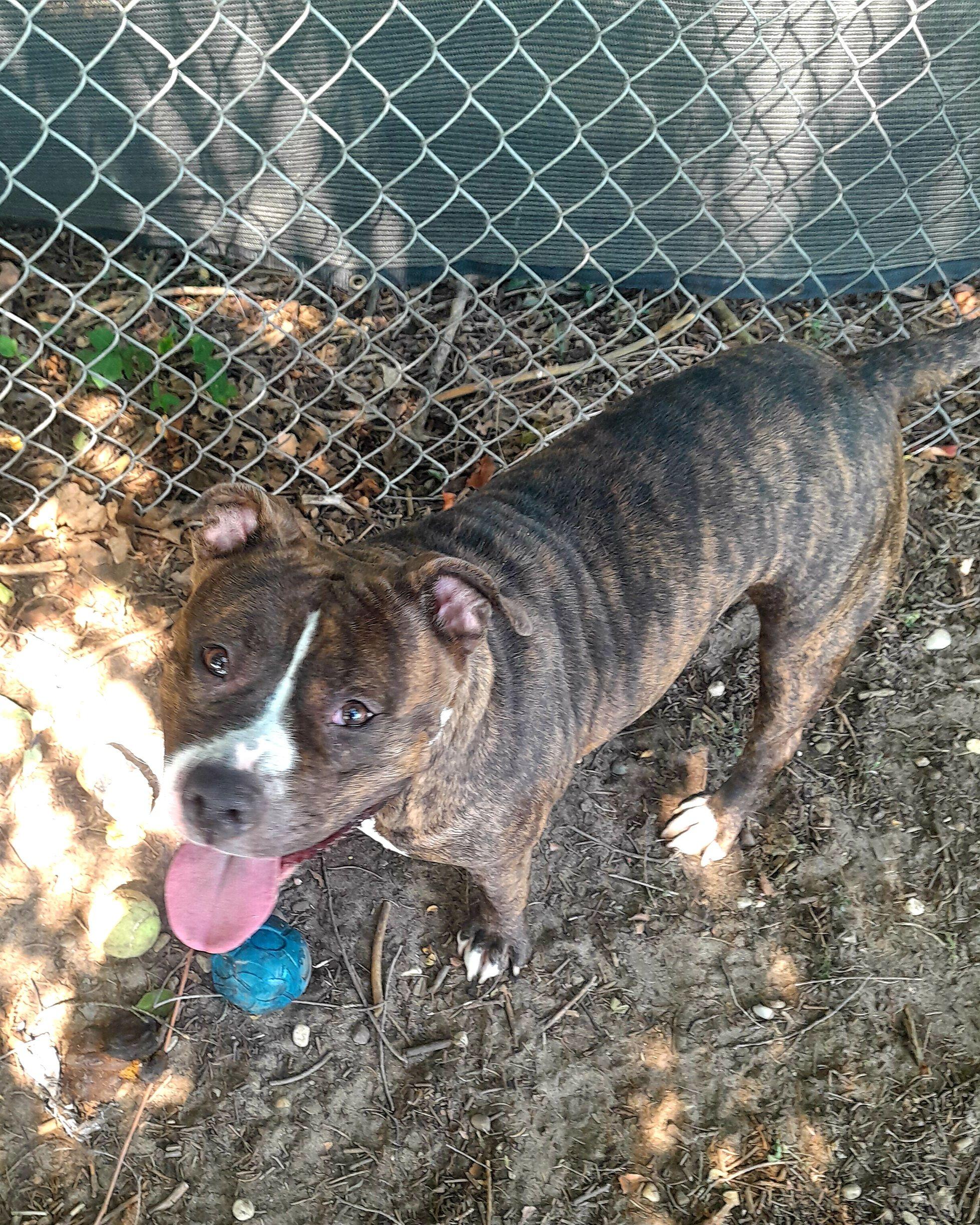 Enlarge Rikki, an adoptable Mixed Breed in Mishawaka, IN image 5/5