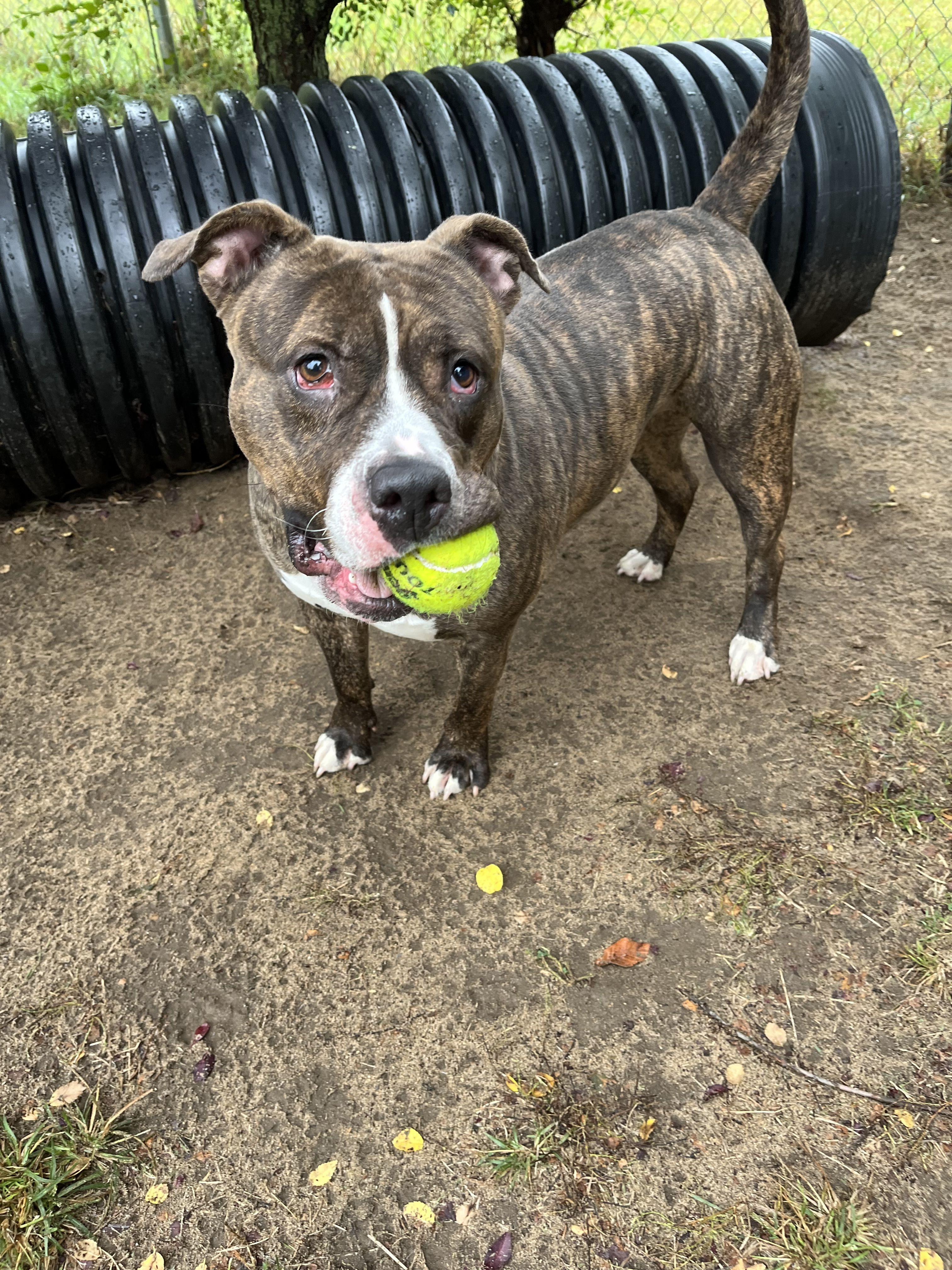 Enlarge Rikki, an adoptable Mixed Breed in Mishawaka, IN image 2/5